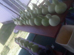 Garden Update 9-6-10