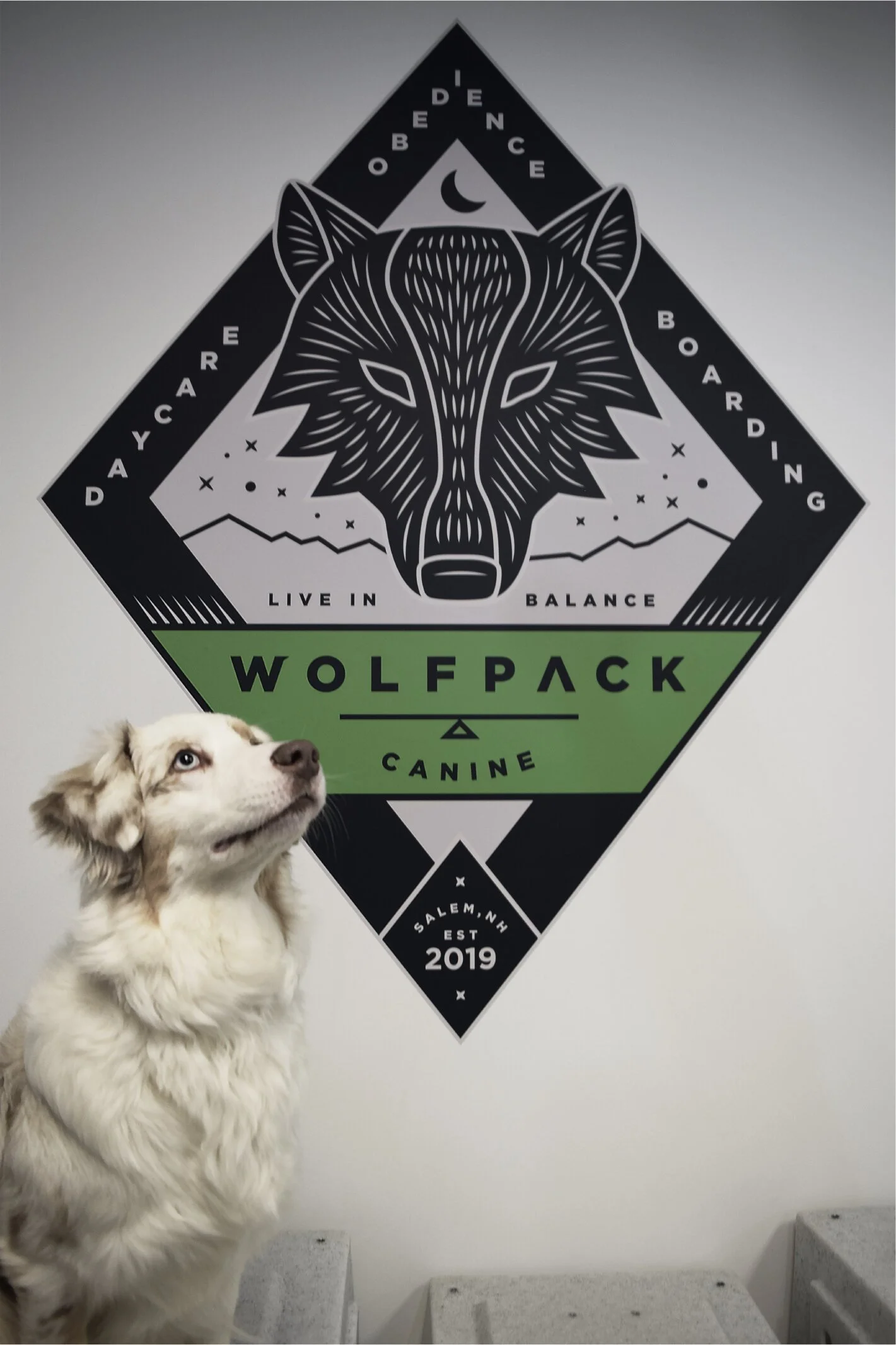 Wolf Pack Canine