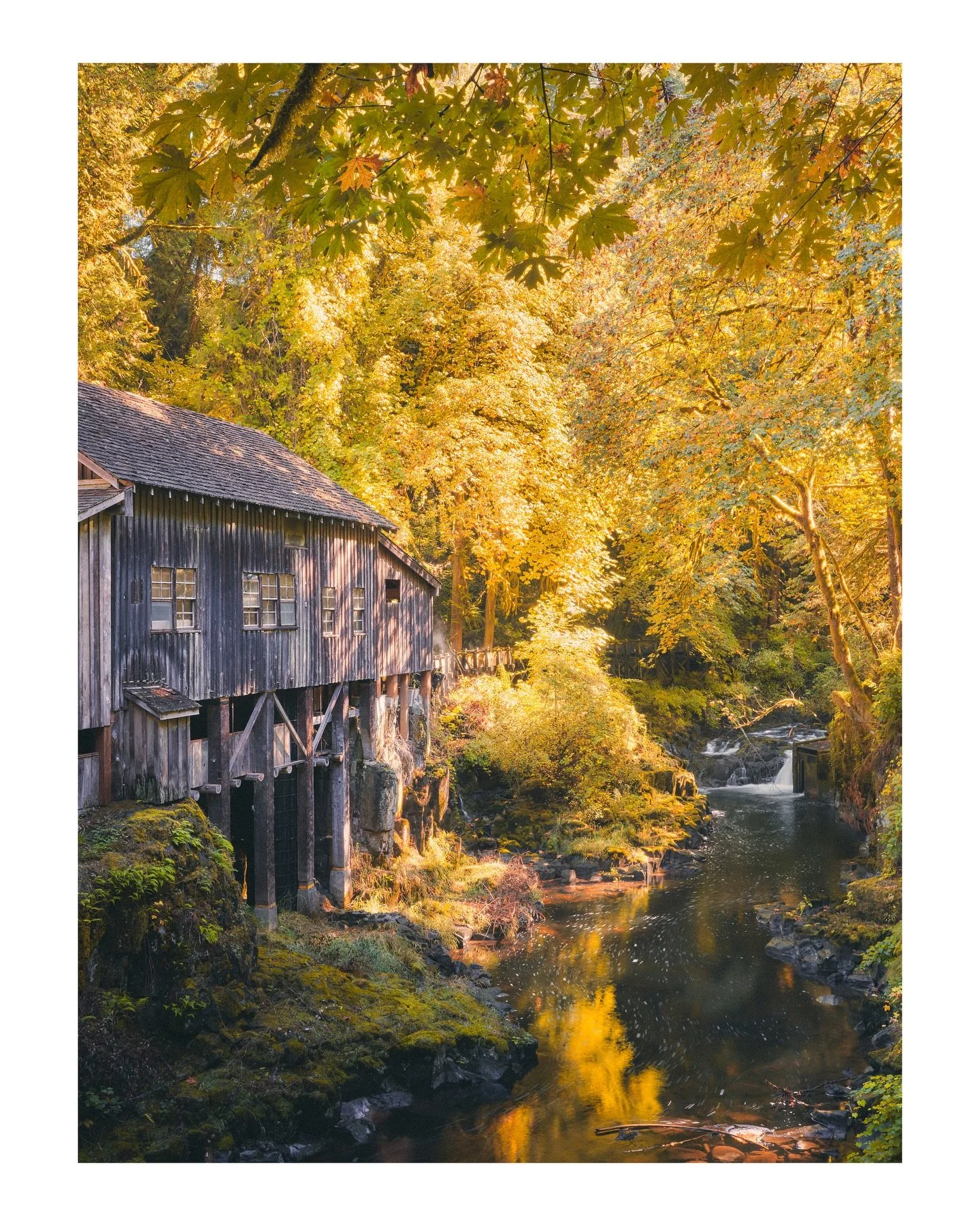 Autumn in the PNW just hits 🍁

Cedar Creek, Washington
October | 2024

➡️ DM FOR PRINTS ⬅️
&bull;
&bull;
&bull;
#oregon #fall #autumn #lookslikefilm #columbiagorge #fallcolors