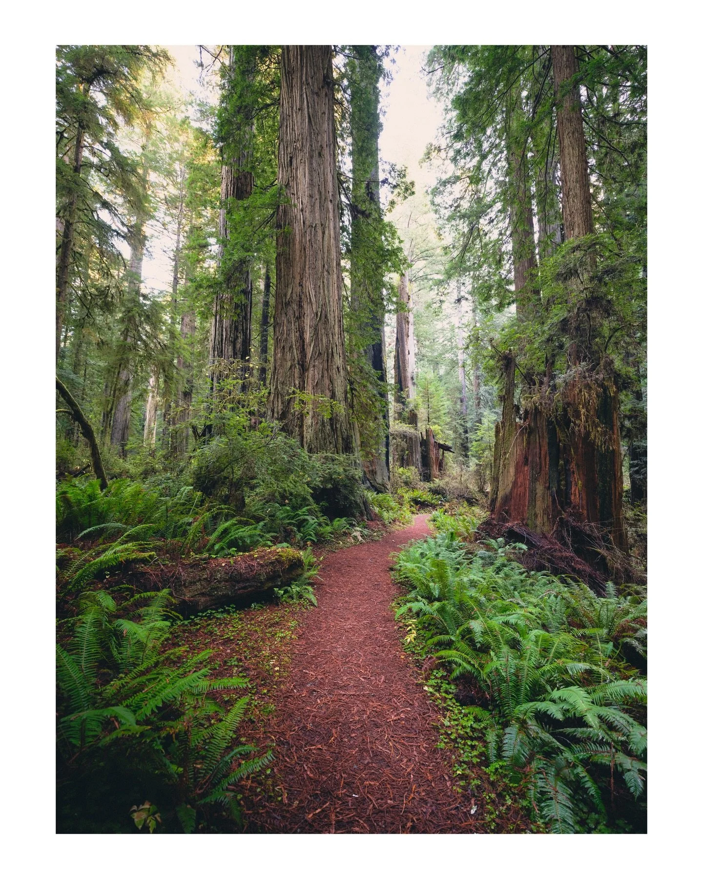 Walk through the woods

Redwoods National Park, California
November | 2025

I was lucky to get to visit the North Coast Redwoods earlier this month. While the days we&rsquo;re short this late in the year, it also came with far fewer crowds. Walking t