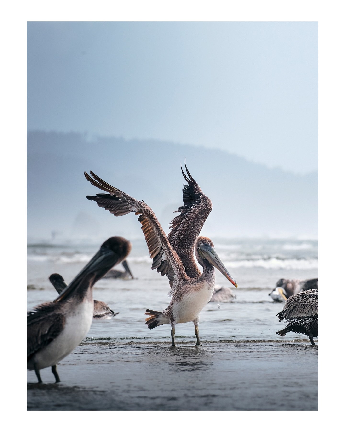 Just some portraits of pelicans 

May | 2023

➡️ DM FOR PRINTS ⬅️
&bull;
&bull;
&bull;
#pelican #wildlife_inspired #wildlife #oregoncoast #wildlifephotography #birdwatching #wildlife_photography #wildlife #bird_brillance #birdsonearth #wildlife_perfe