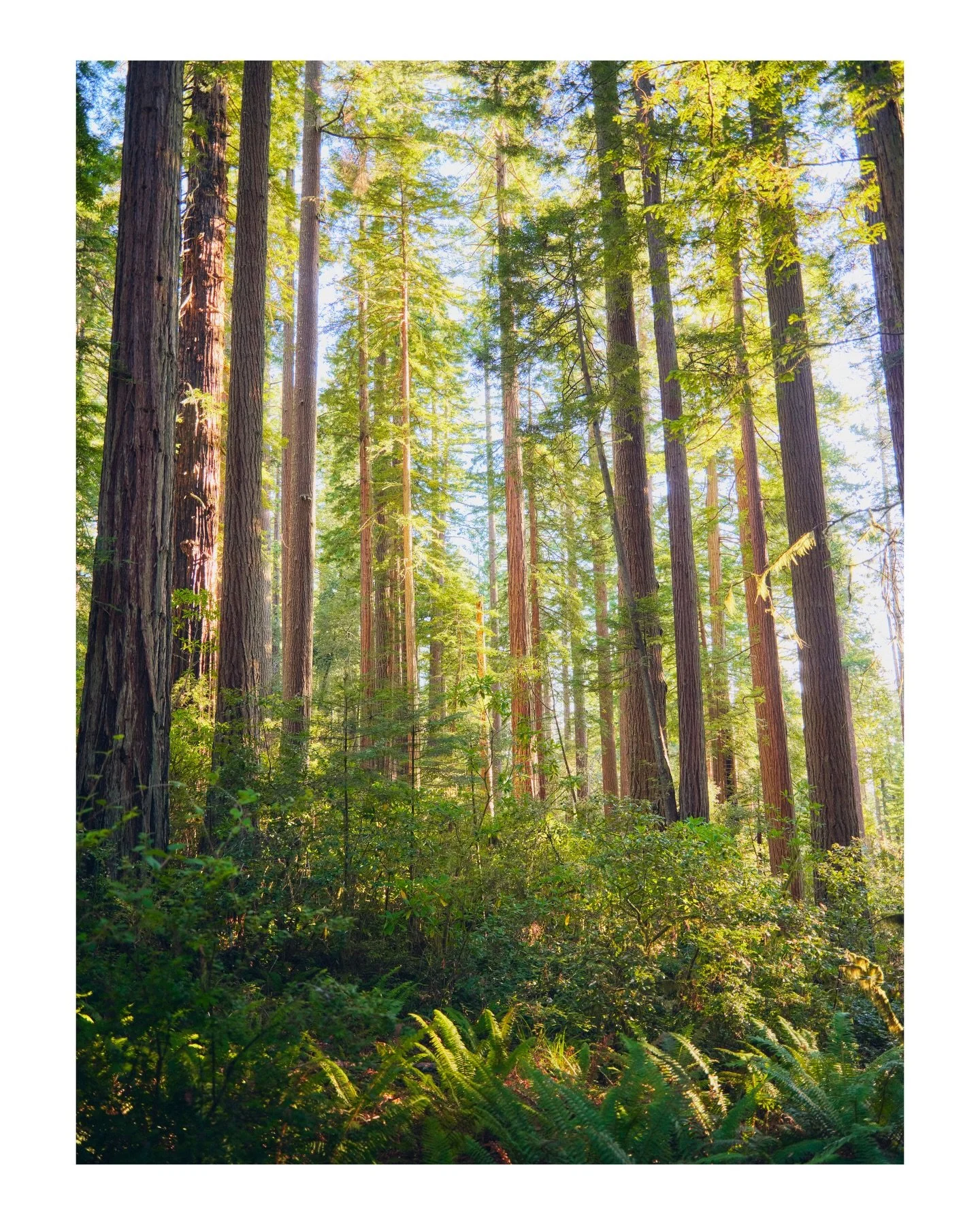 Evening glow in the grove of giants

Redwoods National Park, California 
November | 2025 
📸 GFX100s

➡️ DM FOR PRINTS ⬅️
&bull;
&bull;
&bull;
#redwood #redwoodsnationalpark #hellofrom #northerncali #redwoods northcoastredwood coastalredwoods