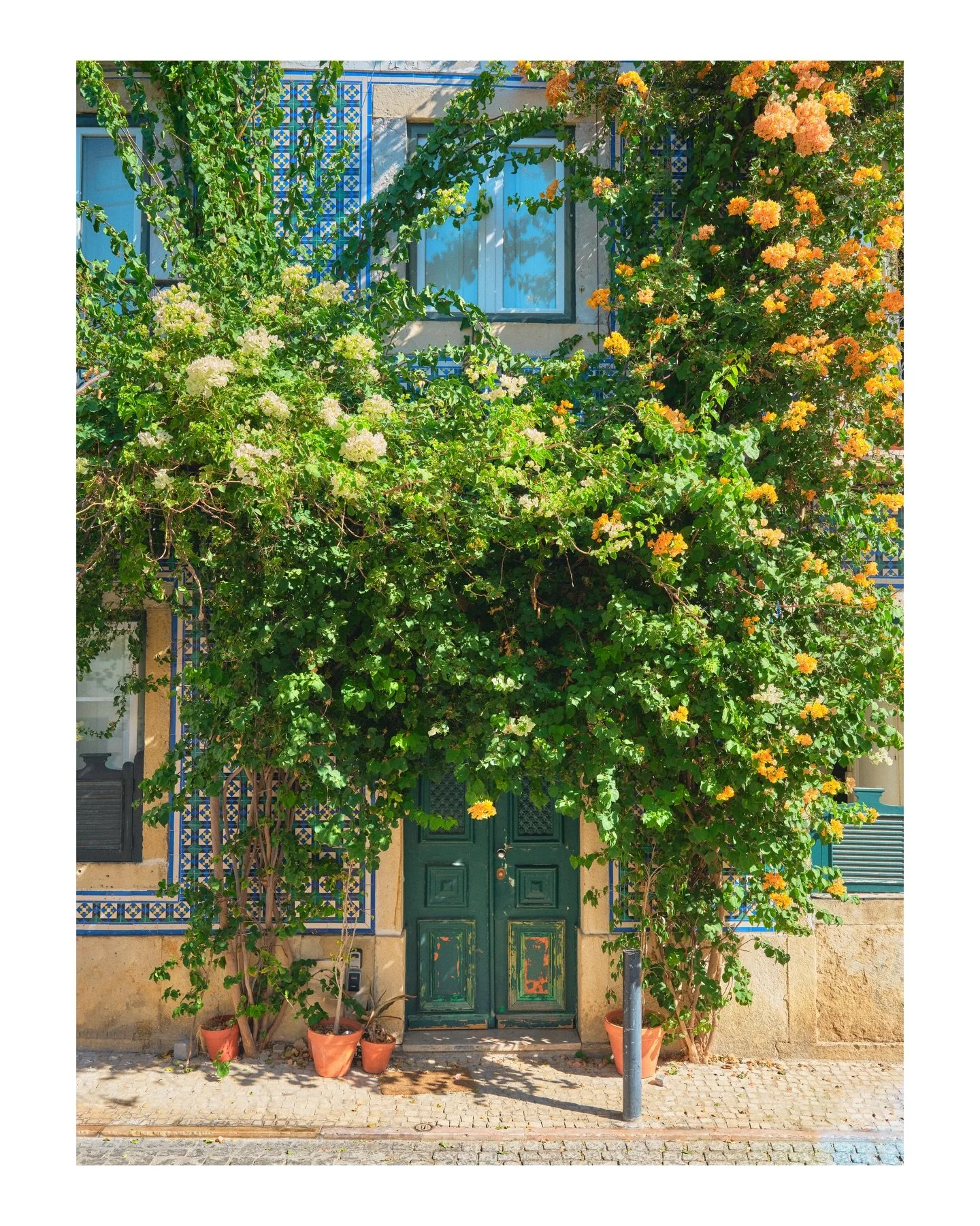 Just a door in Lisbon 

Lisbon, Portugal 
September | 2025

Walking the streets of Lisbon, you&rsquo;ll see no shortage of beautiful and unique entrances to homes. Every door seems special and surrounded by floral beauty.

➡️ DM FOR PRINTS ⬅️
&bull;
