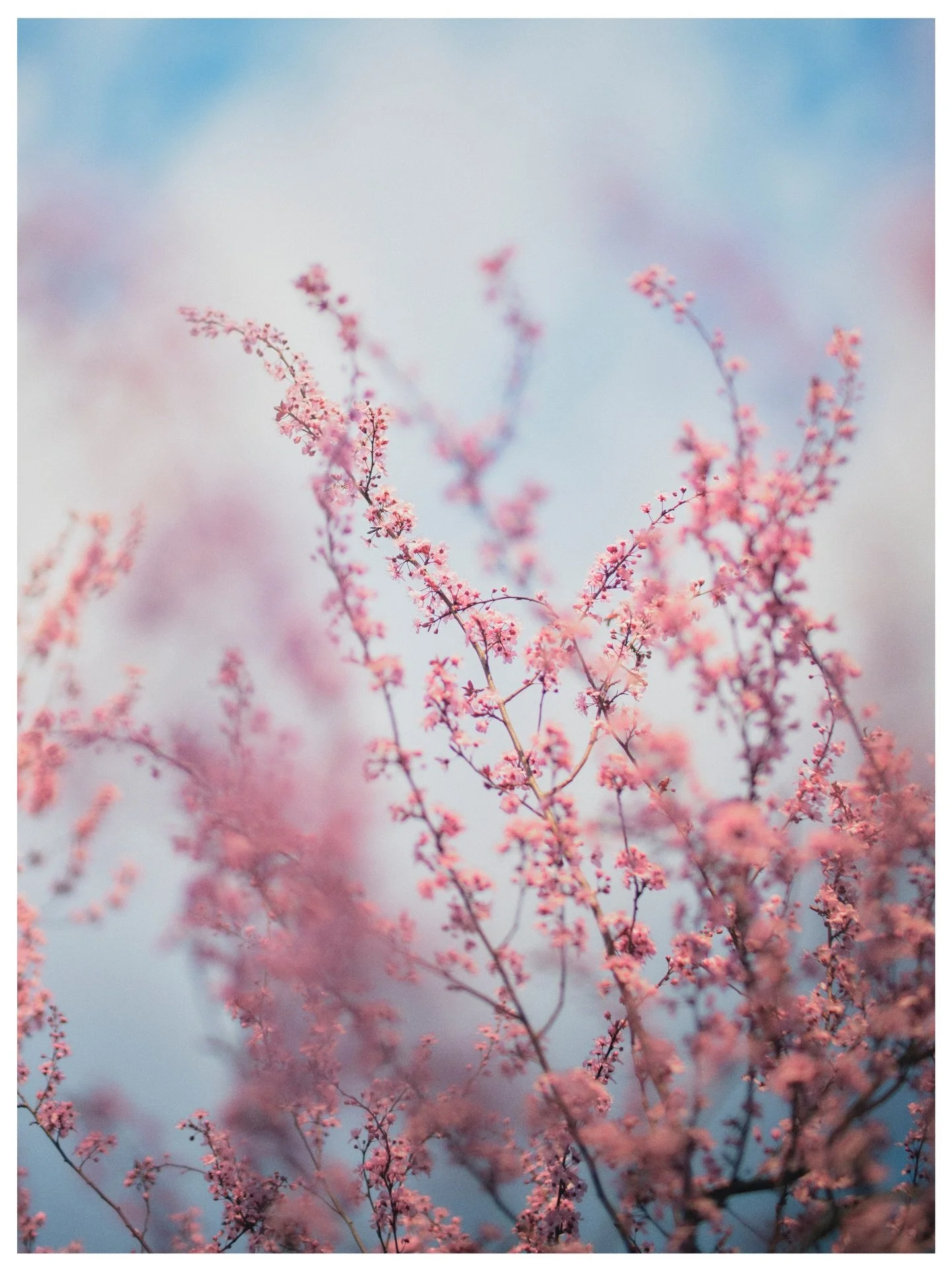 Sakura season is nearly here 🌸

Portland, Oregon
March | 2025

We&rsquo;re just a couple weeks away from the full cherry blossom bloom in Portland! Like every year, I cant wait to catch the sunrise down by the waterfront to photograph such an incred