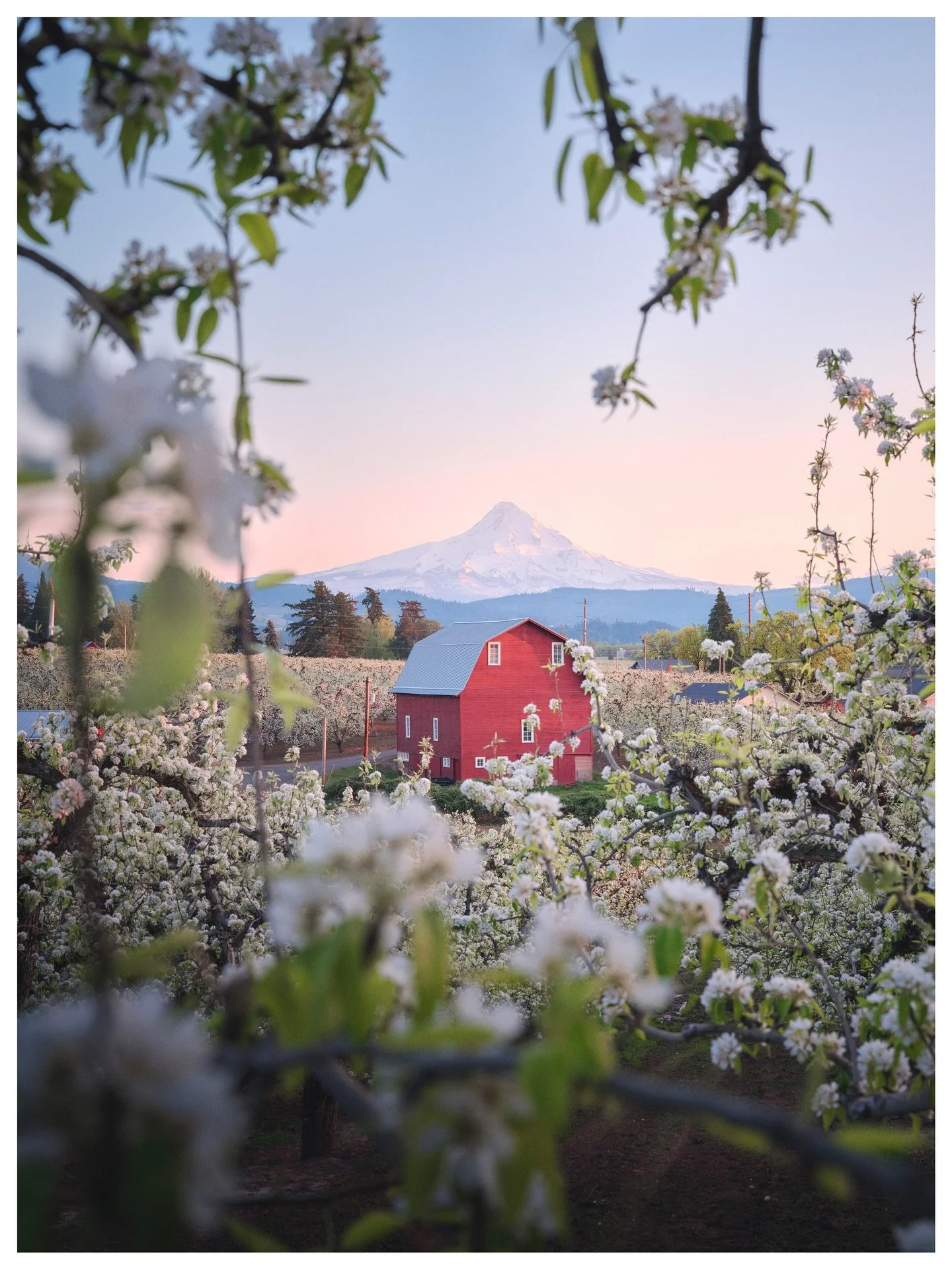 Sunset over the pear blossoms 

Hood River, Oregon
April | 2025
📸 @fujifilmx_us GFX 100s

I can feel the warmth of spring just around the corner here in the Pacific Northwest. For all my fellow Oregonians, what are you looking forward to most in spr