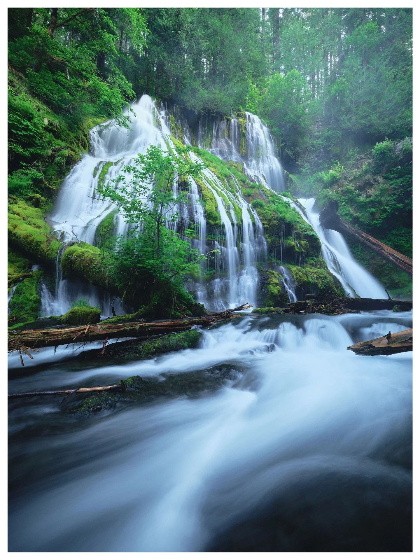 Keeping it GREEN for St. Patricks Day! 🍀🍻

Pacific Northwest
2025

Its an easy task to capture the green here in the beautiful outdoors of Oregon and Washington. All our rainy weather lately has really been a mood.
