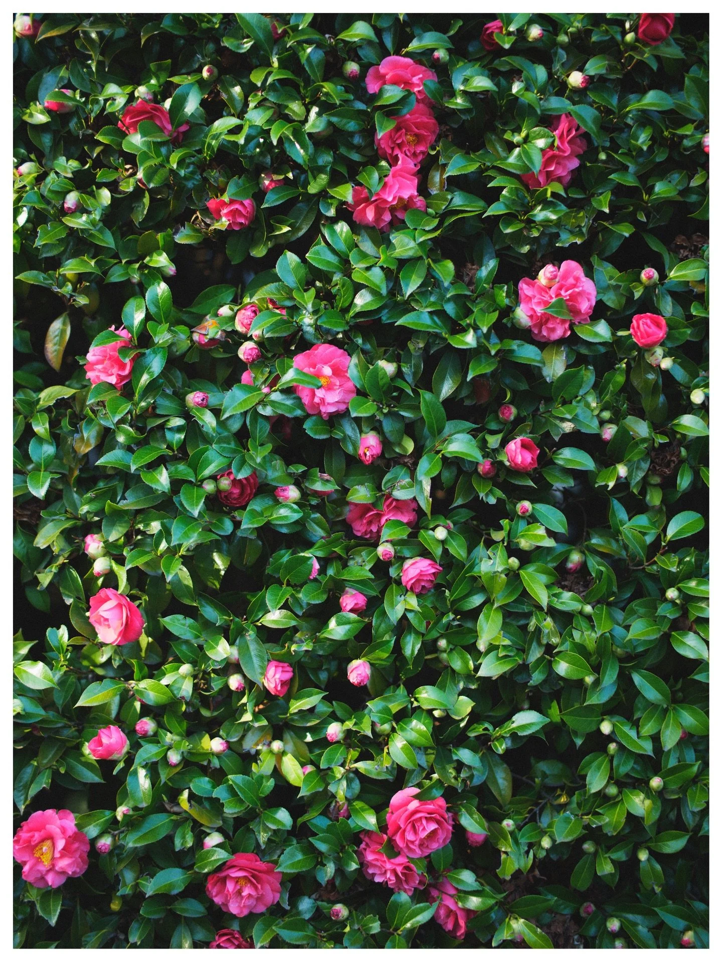 Spring is here 🌺

Portland, Oregon
March | 2026
📸 GFX100s

Cherry blossoms are in full bloom right now, so I hope everyone has a chance to get outside and appreciate their beauty.