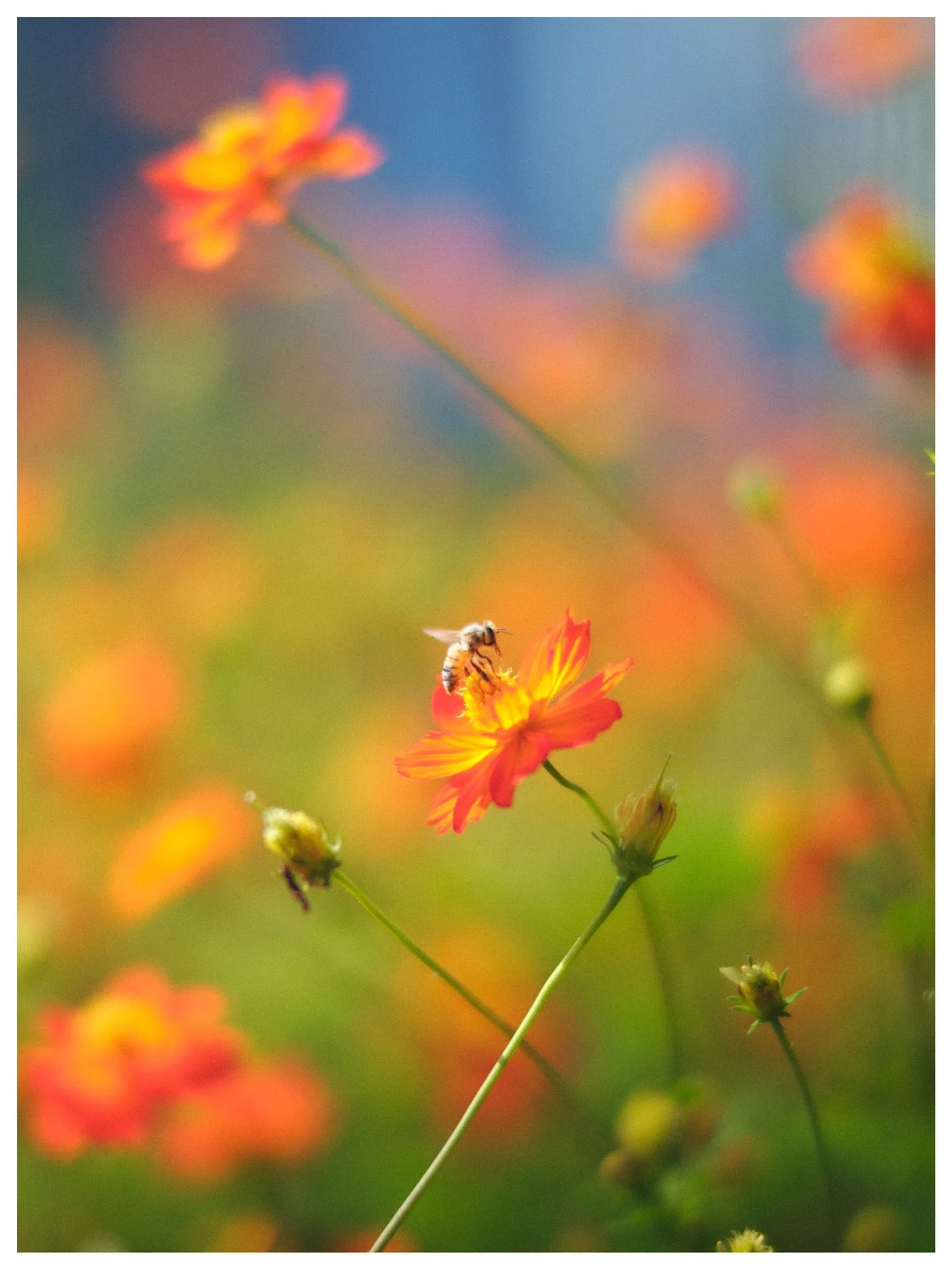 Bees and trees in Tokyo

Tokyo, Japan
September | 2024
📷 GFX100s + Mitakon 65mm f/1.4

Throwback to a very warm day in Tokyo a couple summers ago, exploring the gardens tucked away in the large city.