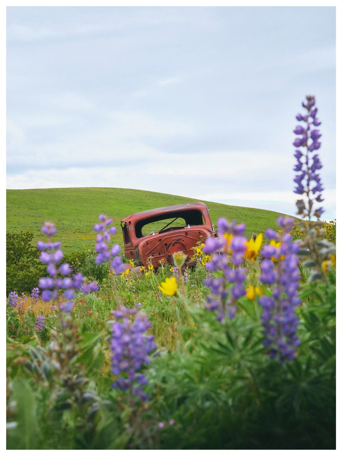 Old and new 🌼

Columbia Hills State Park, Washington
May | 2024
📷 GFX100s

A few of my favorite frames from wandering the beautiful hills of Columbia Hills State Park on the Washington side of the Columbia River. The famous rusty old car that sits 