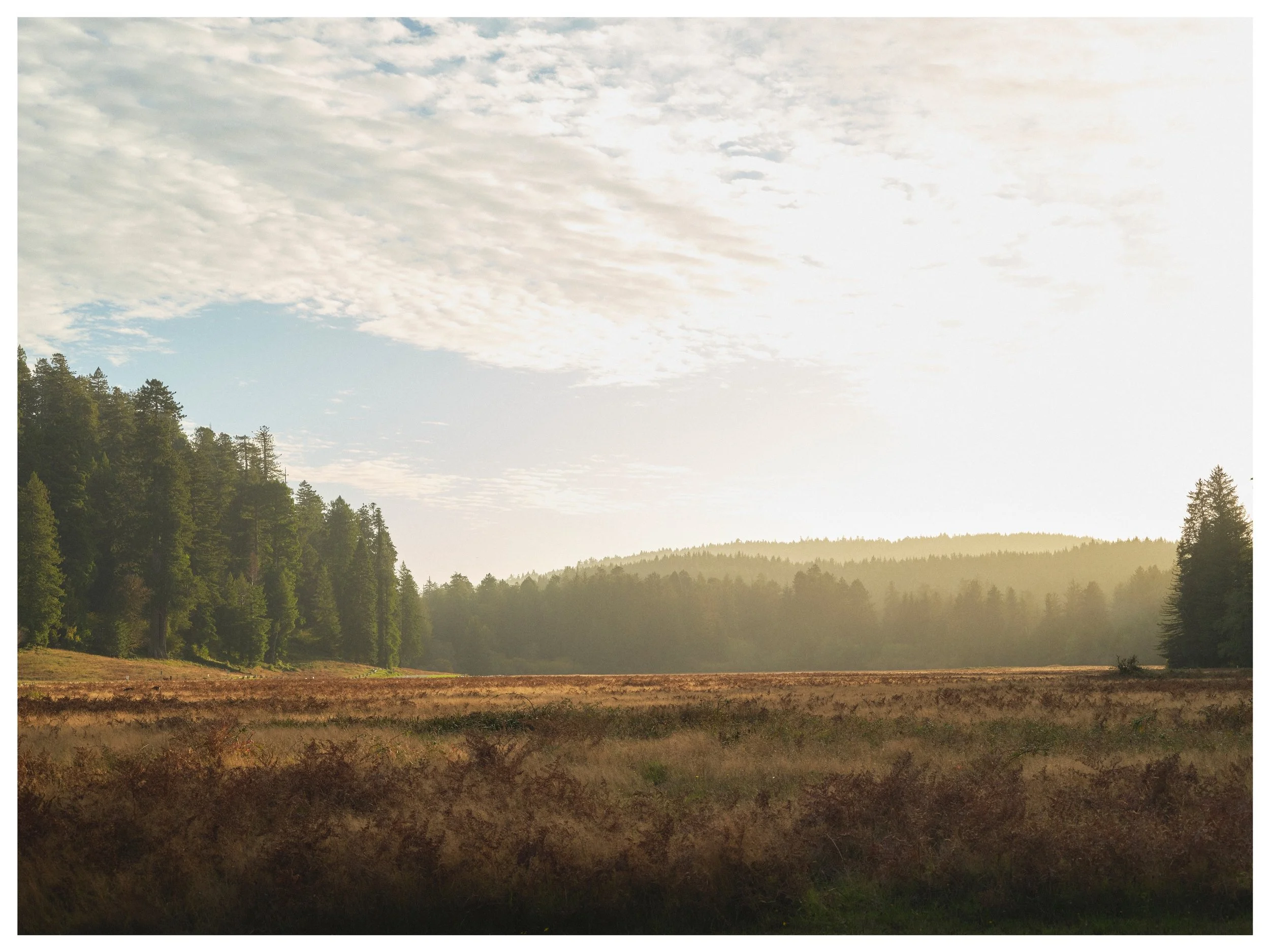 Elk Prairie in the Redwoods

Redwoods National Park, California 
November | 2025
📸 GFX100s 

A few frames from our trip to the Redwoods back in November. Because we visited in the off season, and weather was a gamble, we decided to stay at one of th