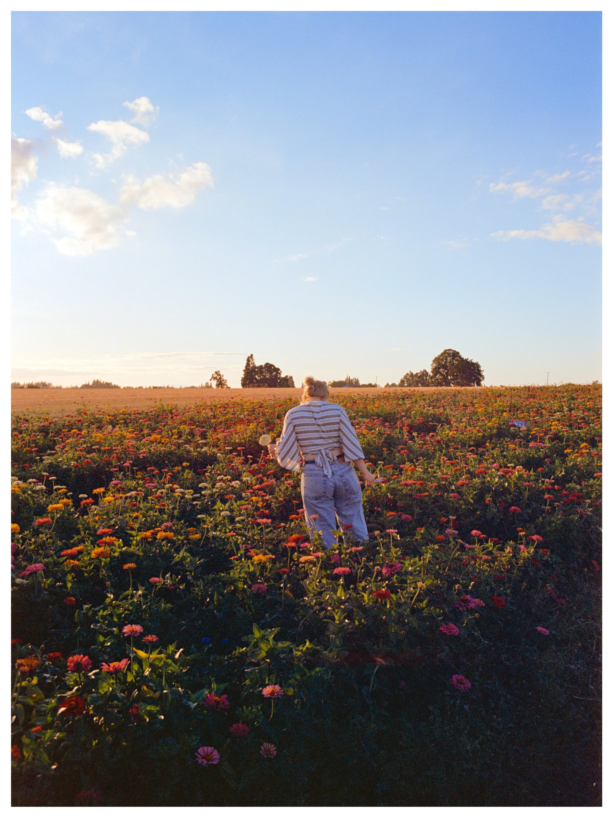 Summer flowers on 35mm

Wooden Shoe Farm, Oregon
August | 2025
📷 Canon AE-1
🎞️ Ektar 100

Ever summer, Wooden Shoe Farm in Woodburn, Oregon has a festival of summer flowers. You can wander their fields and build your own bouquets, drink wine, and e