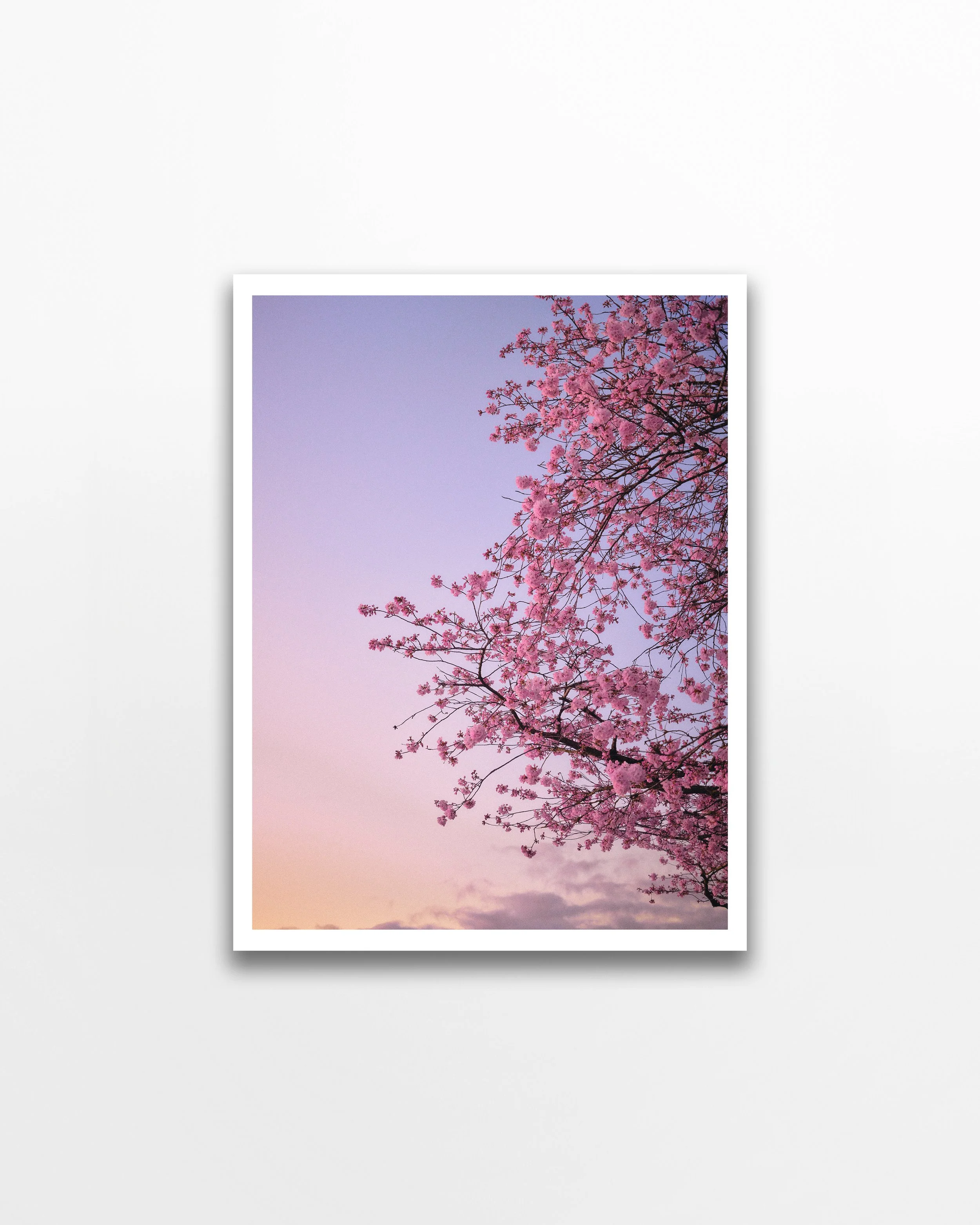 PDX-Blossoms_DSCF2360_50% copy 2.jpg