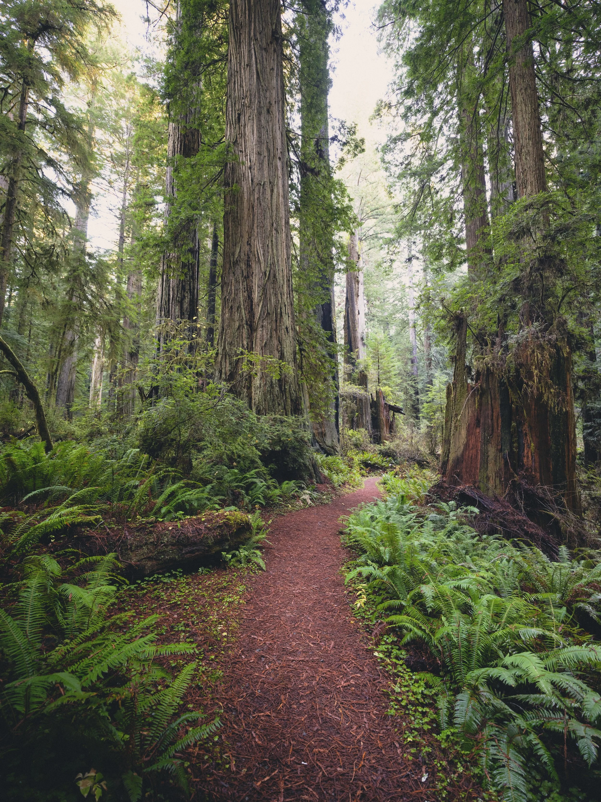 Redwoods National Park, CA