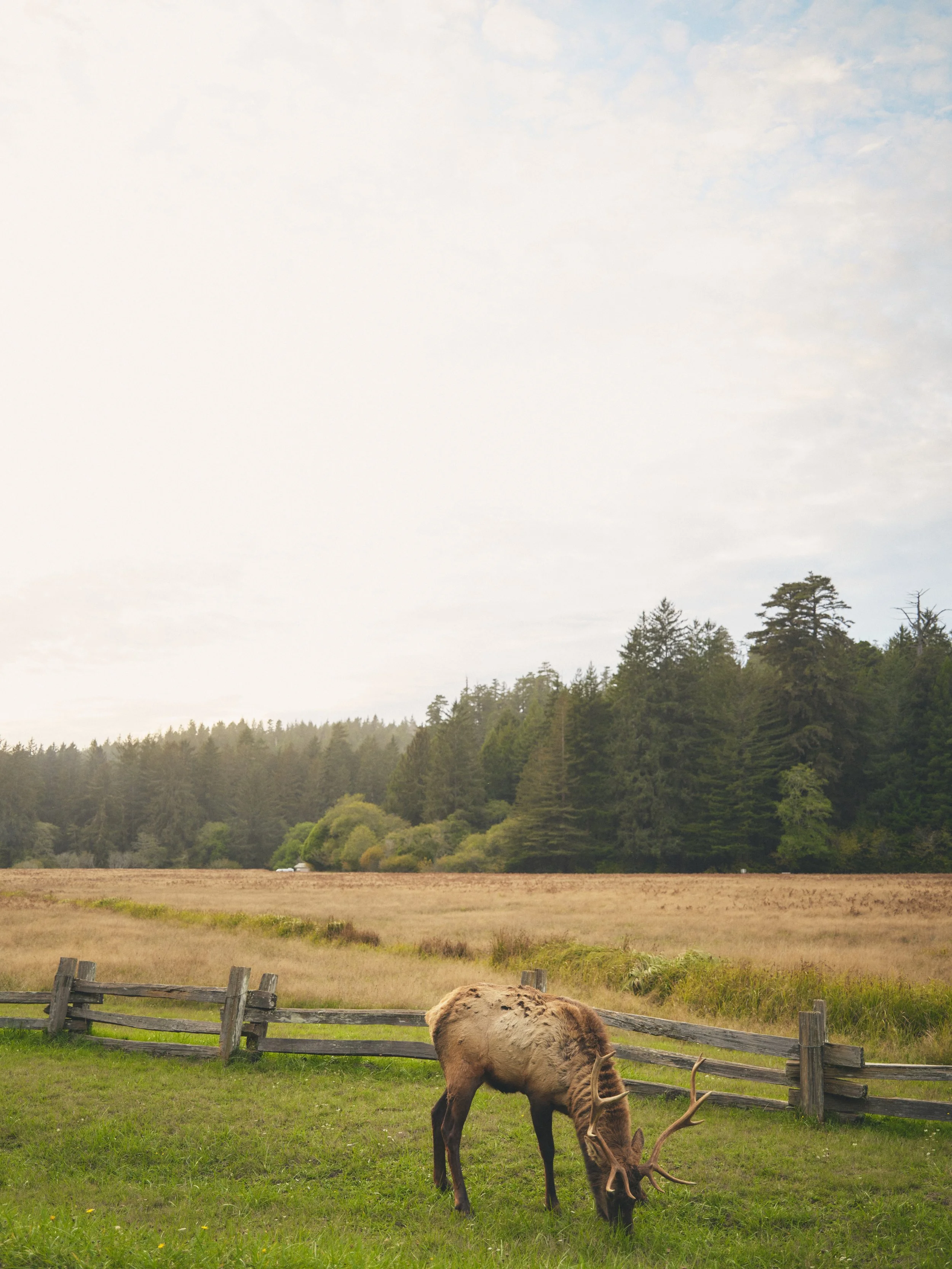 Elk in Redwoods National Park, CA