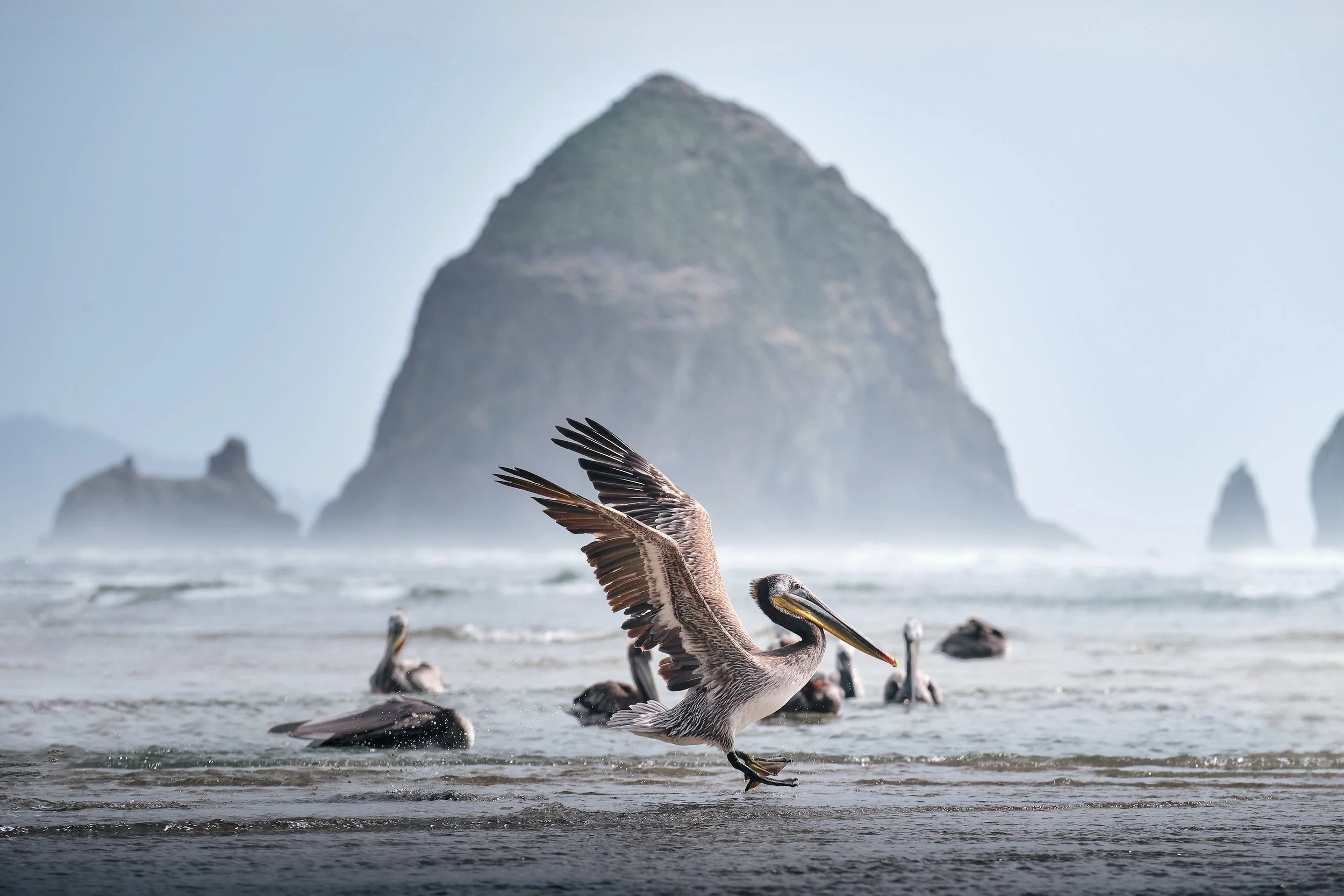 Pelican-Revisit-2024_0686_2x3.jpg