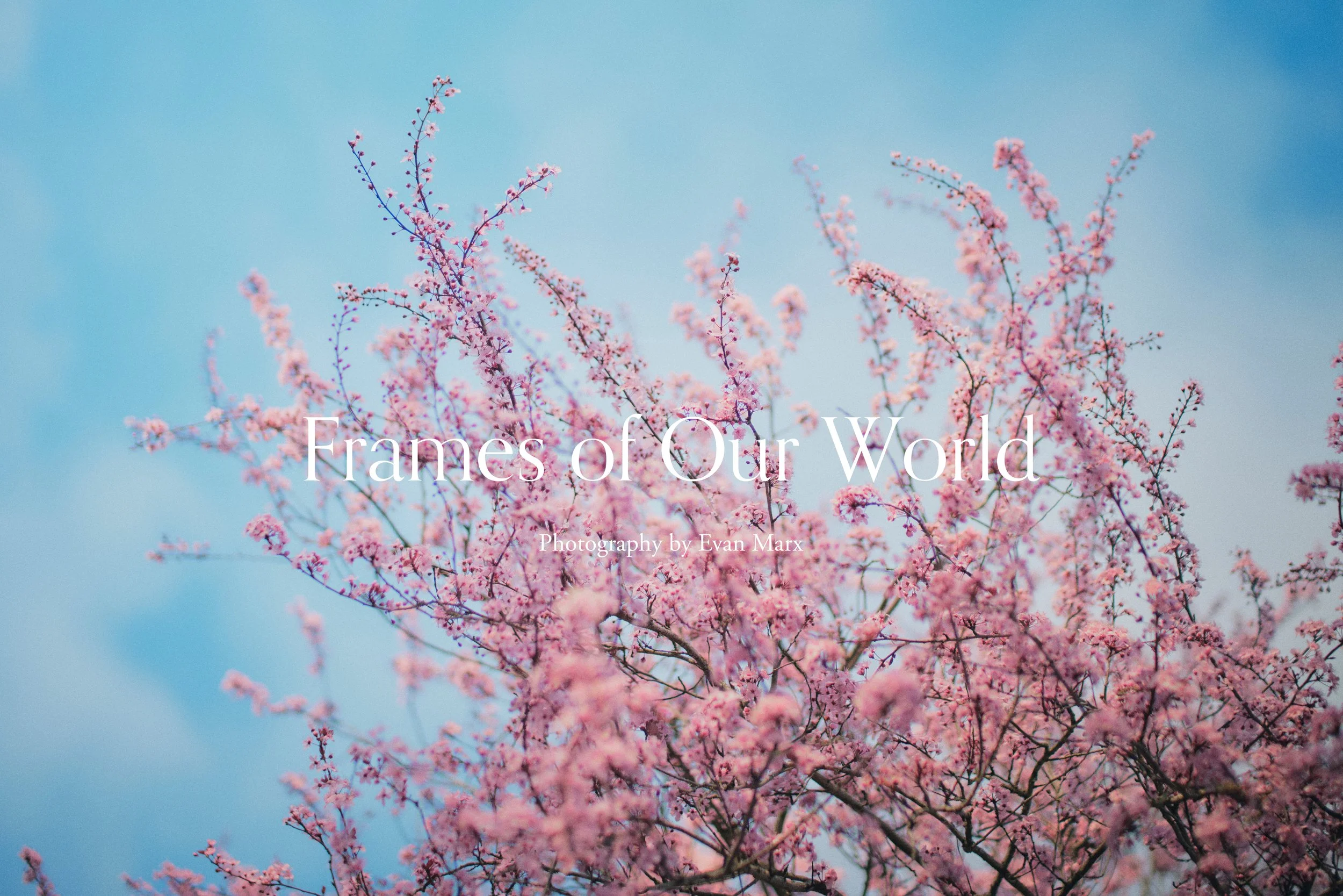 Website Home-Blossoms.jpg