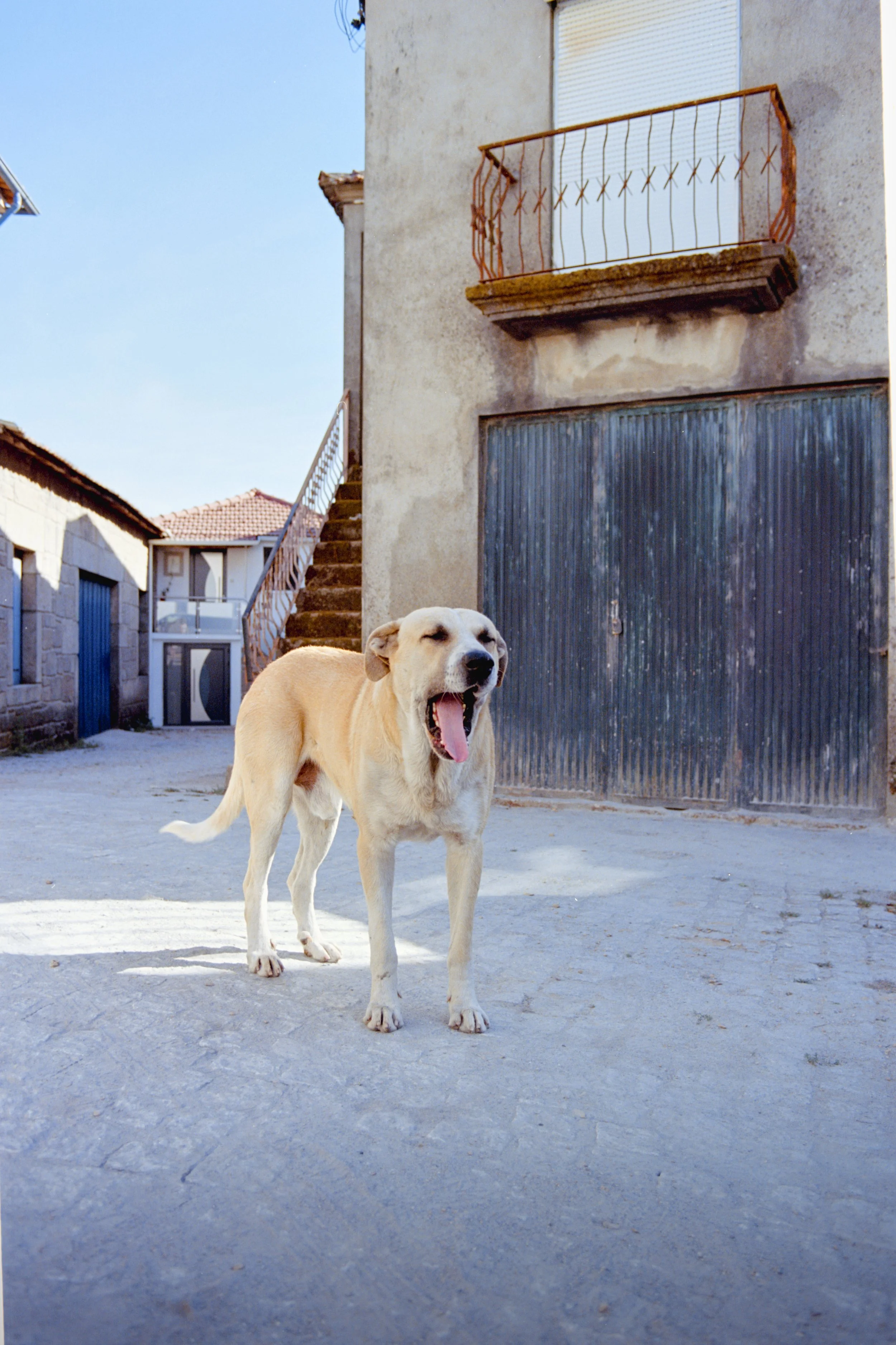 Douro Valley, Portugal (Ektar 100)