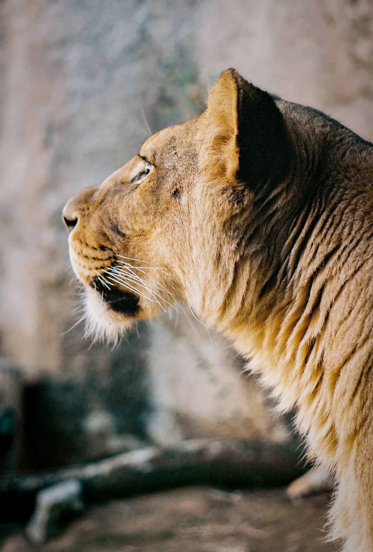 Image from the Sacramento Zoo shot on my Pentax K1000