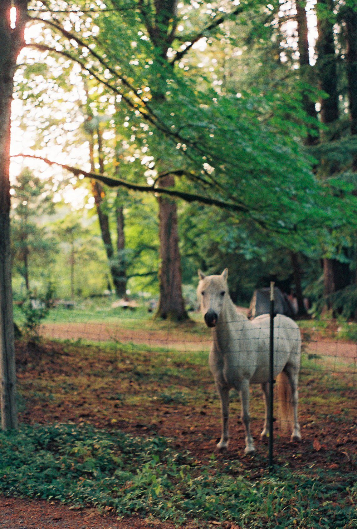 Image from Mt. Hood | Summer 2025'