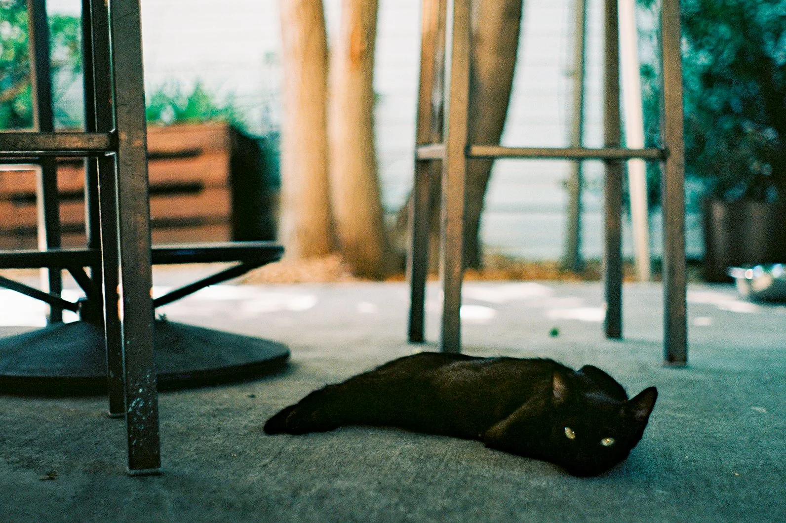 Moody, the Cafe Cat | July 2026 | Shot on my Pentax K-1000.