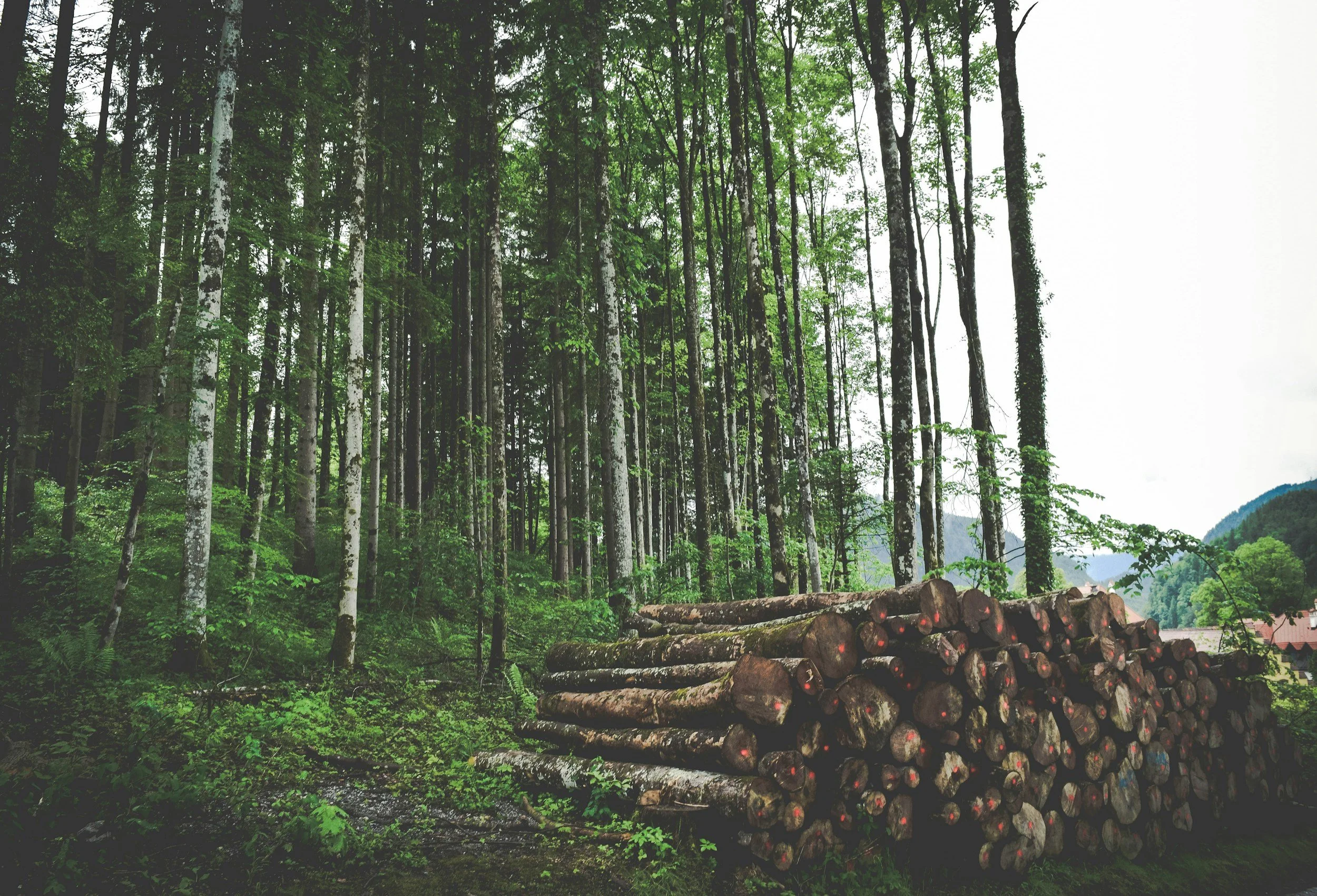Sustainability Weekly