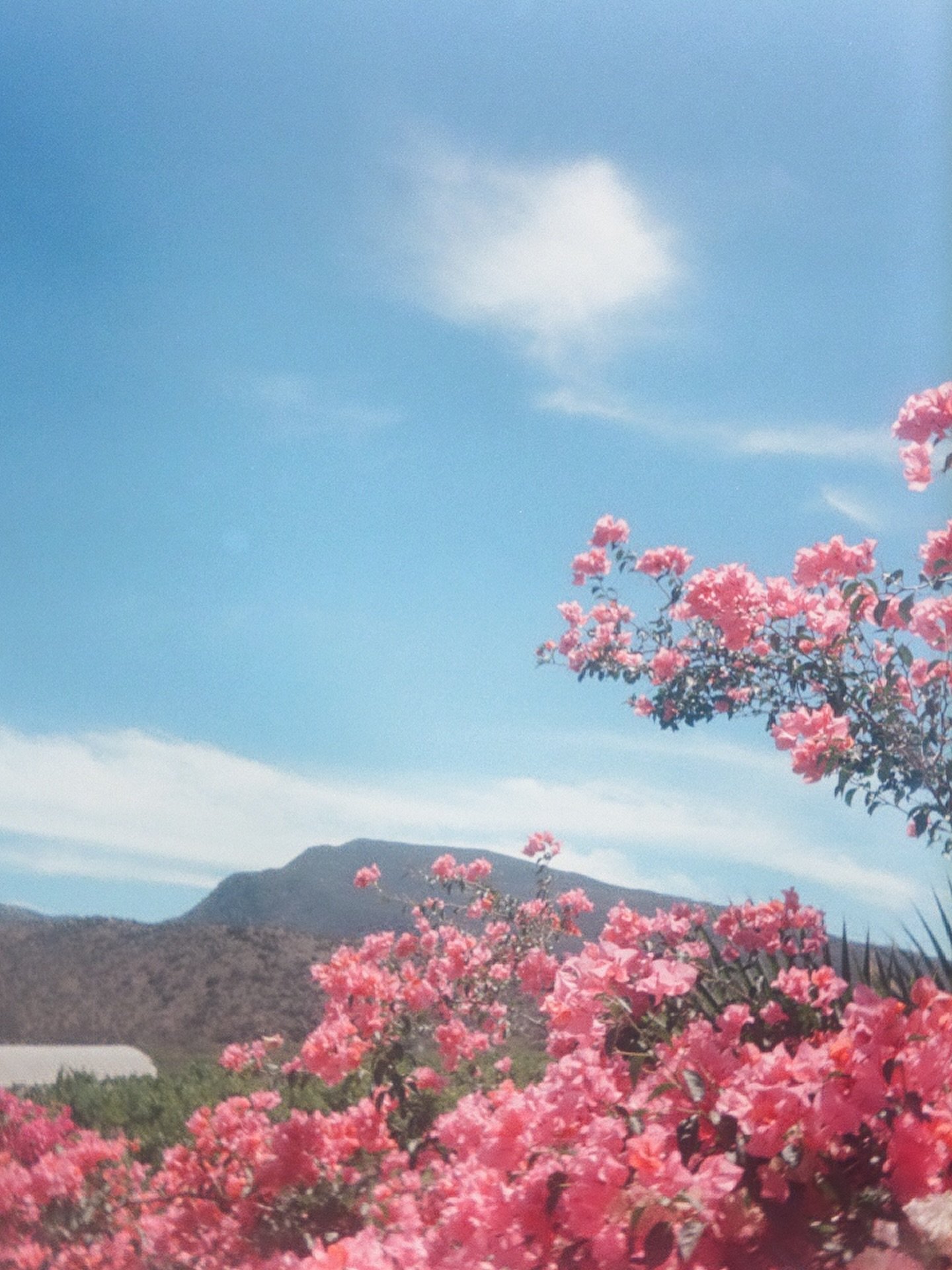 En mi c&aacute;mara todav&iacute;a es verano ☀️🎞️
#ImJellO