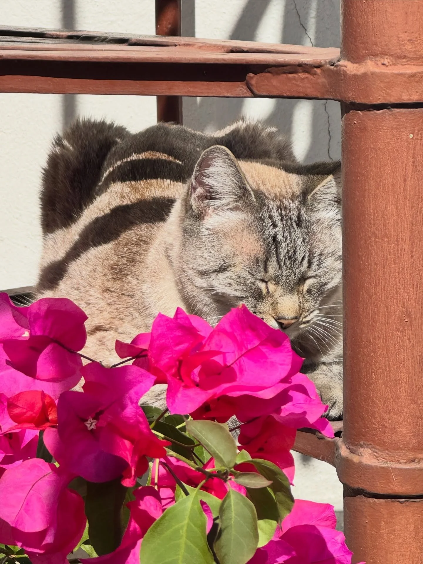 Nene es arte
#ImJellO