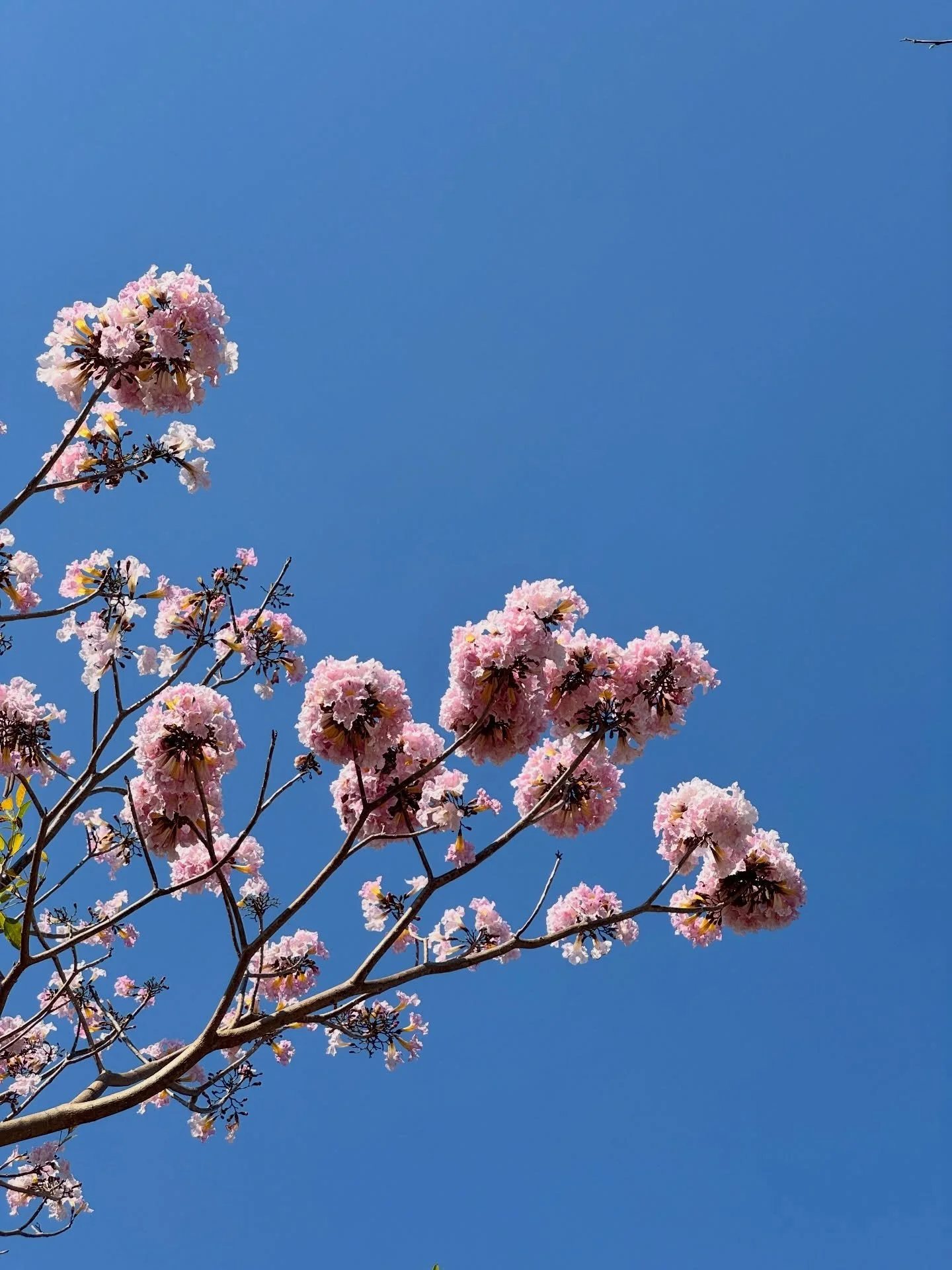 Una sirena bajo las flores. Esta es mi temporada favorita en la ciudad de mi infancia (aunque haga mucho calor) las calles se llenan de nubes rosas y amarillas y empieza la temporada de mango 🌼🌸
#ImJellO #eressirena