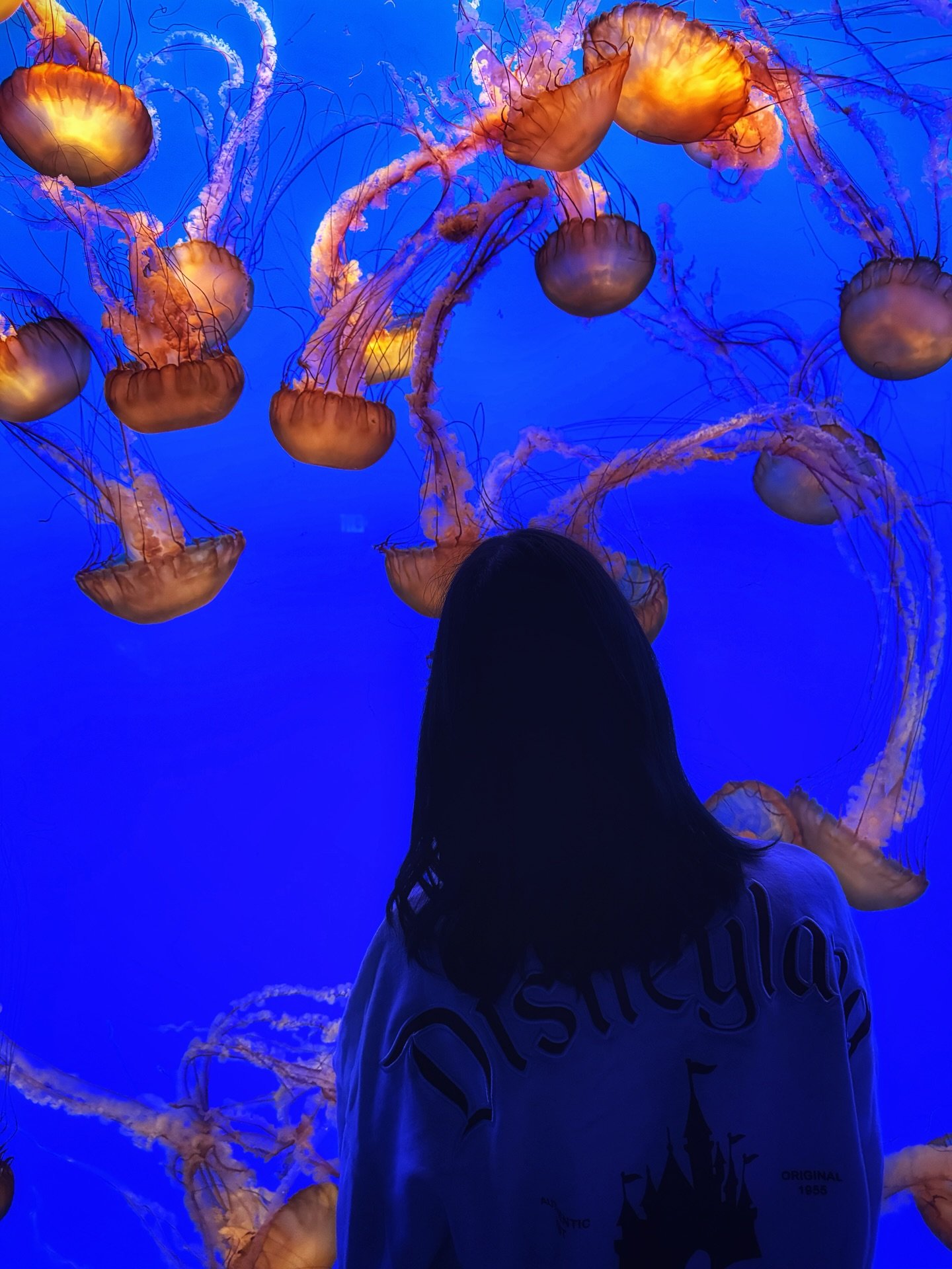 🪼🪼🪼
#ImJellO