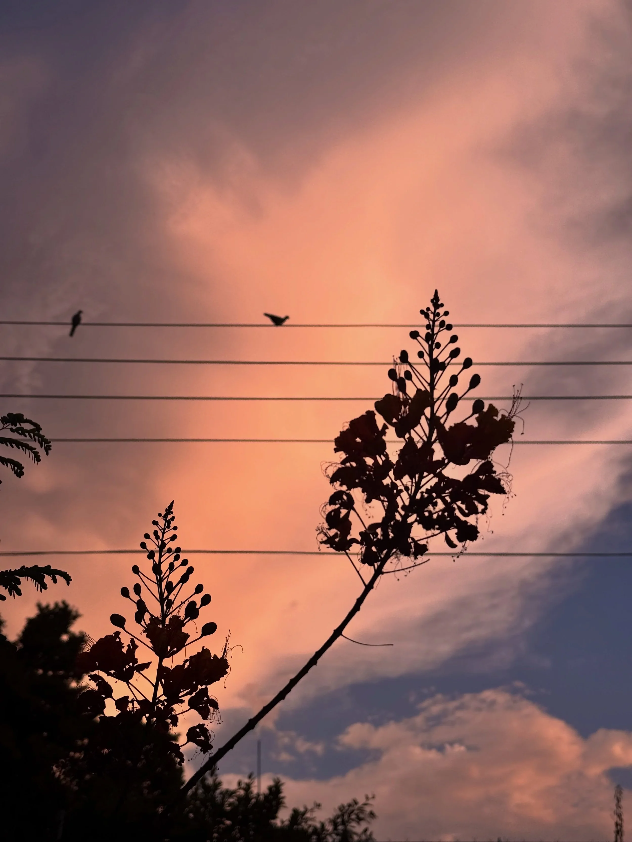 Otro verano en casa de los abuelos, un julio con mis personas favoritas. D&iacute;as de atardeceres de colores con nombres de poema, de pintar ranas, inventar historias de cocodrilos, imaginar viajes a la playa y construir casas de campa&ntilde;a, de