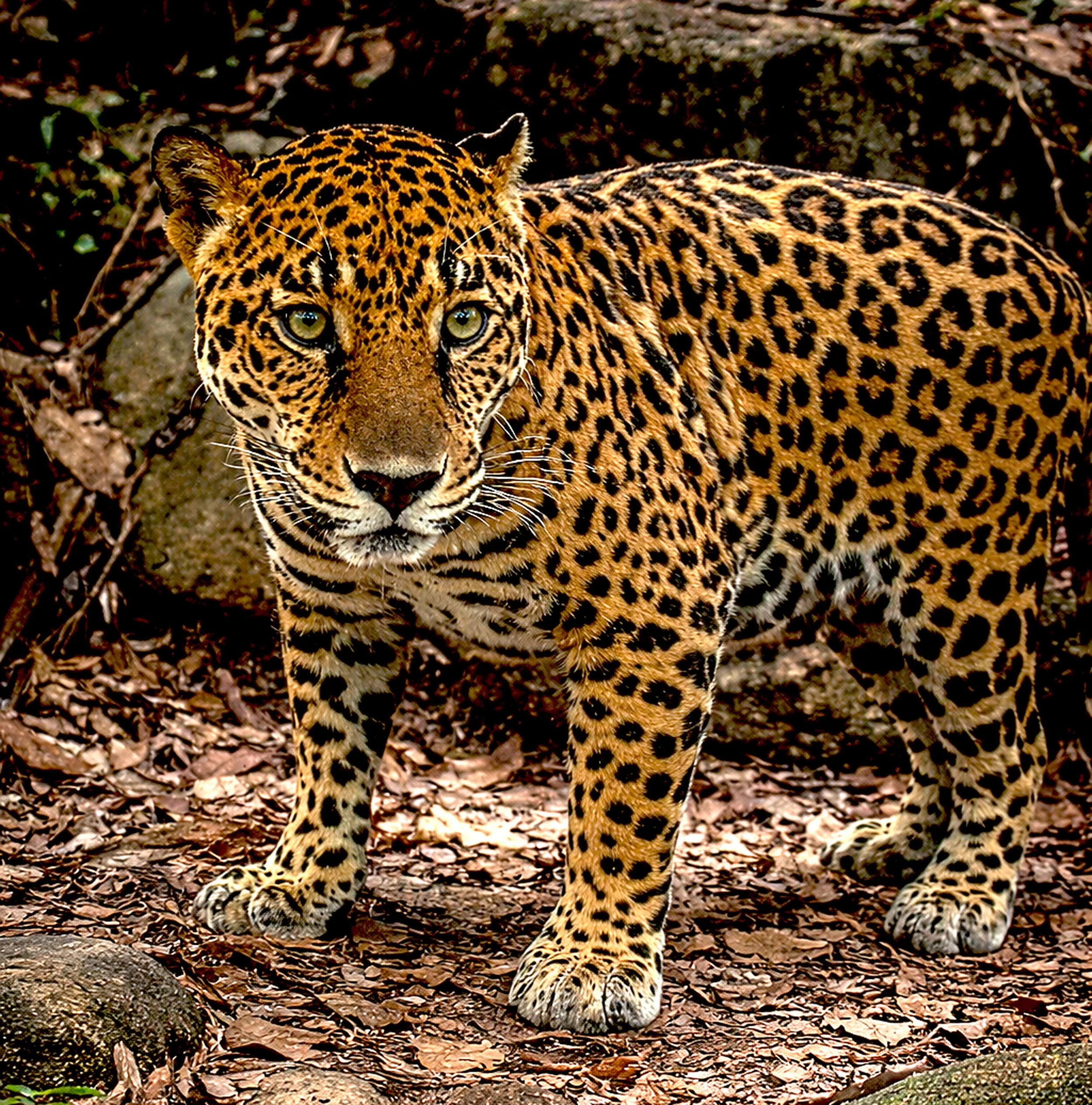 Jaguar2.jpg