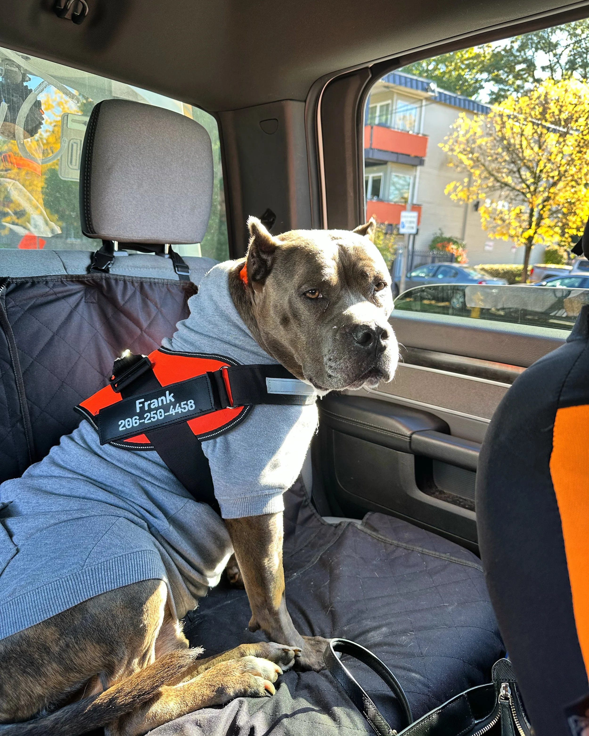 Meet Frank: The Pit Bull Behind Frank’s Towing &amp; Recovery 🐾