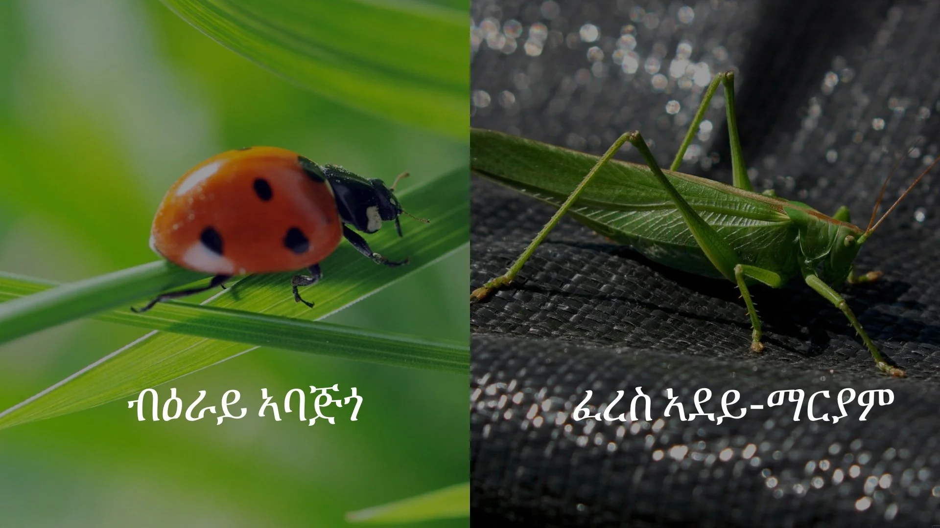 ብዕራይ-ኣባጅጎን ፈረስ-ኣደይ ማርያምን