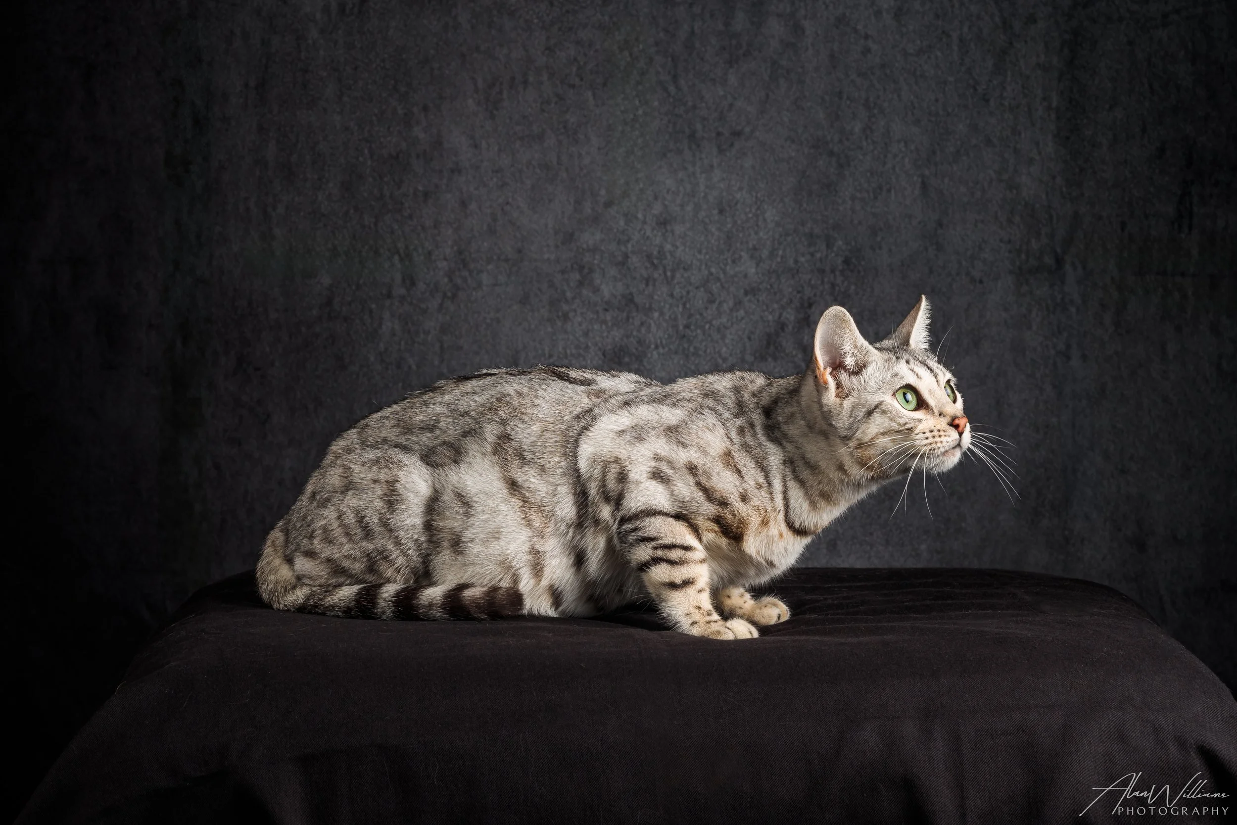 Sonoitas Contessa of Lauralei, Silver Bengal queen crouching pose