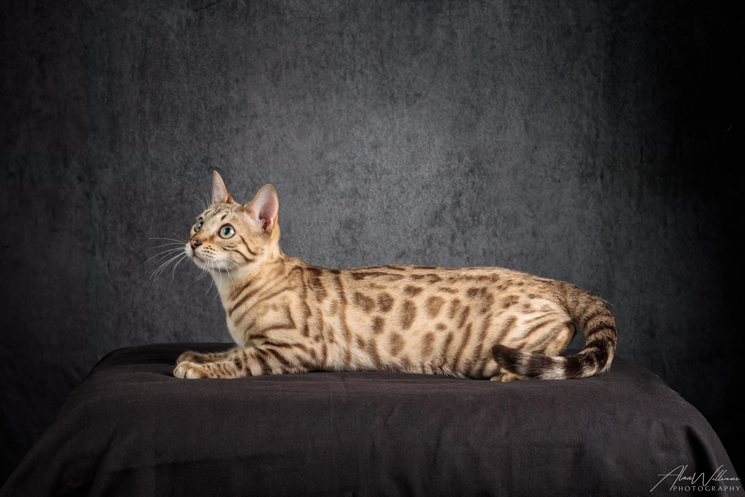 Sonoitas Madame Lumiere of Lauralei, Seal Mink Bengal queen lying down