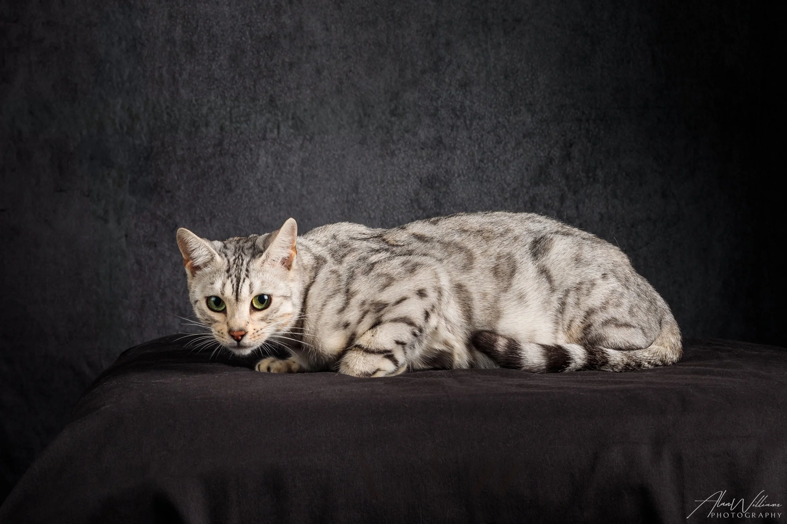 Contessa, Silver Bengal queen lying down, white coat rosettes