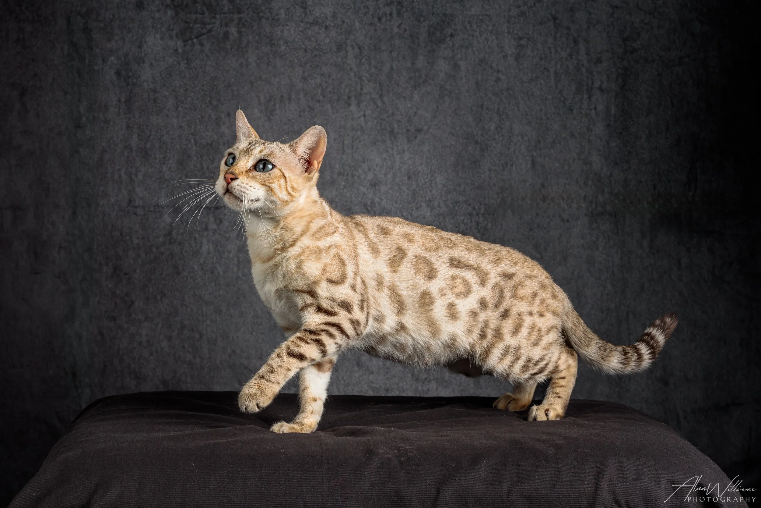 Seal Mink Bengal cat standing on hind legs display, spotted coat pattern