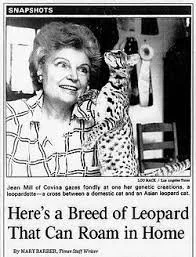 Photo of Jean Mill, founder of the Bengal cat breed, holding one of her early Bengal cats. Historical image showing the origin and development of Bengal cats featured on Lauralei Bengals.