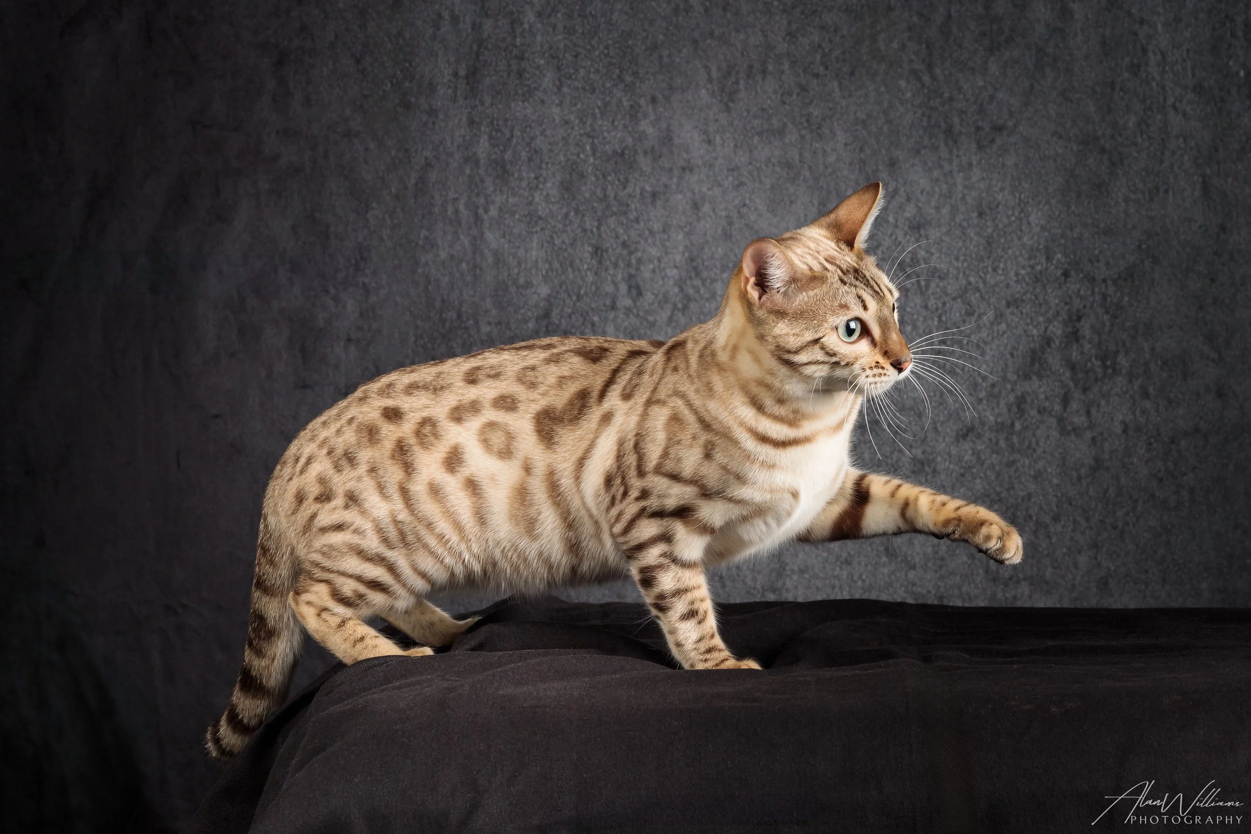 Lumiere, Seal Mink Bengal queen with Asian Leopard Cat look