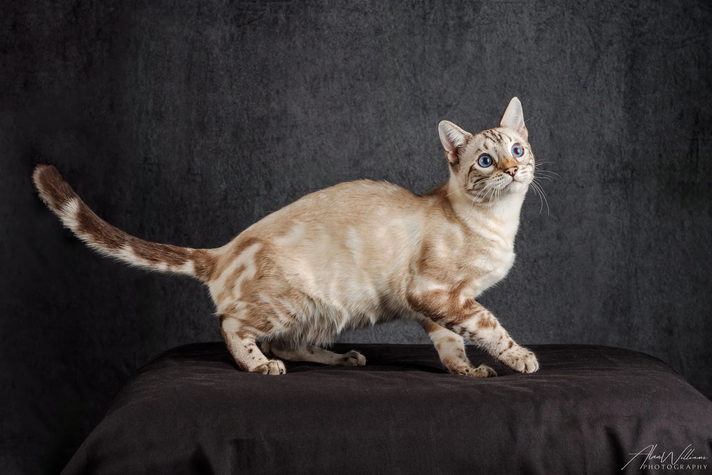 Lauraleis Vincent Van Gogh, Snow Lynx Marble Bengal king standing