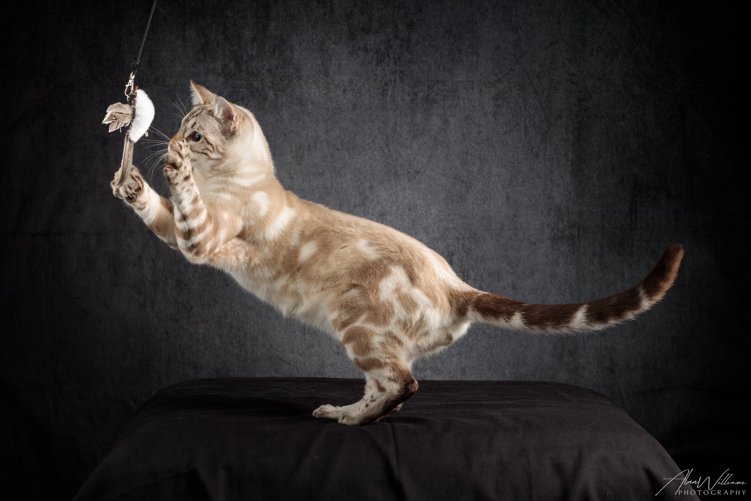 Vincent Van Gogh, Snow Lynx Marble Bengal playing with toy