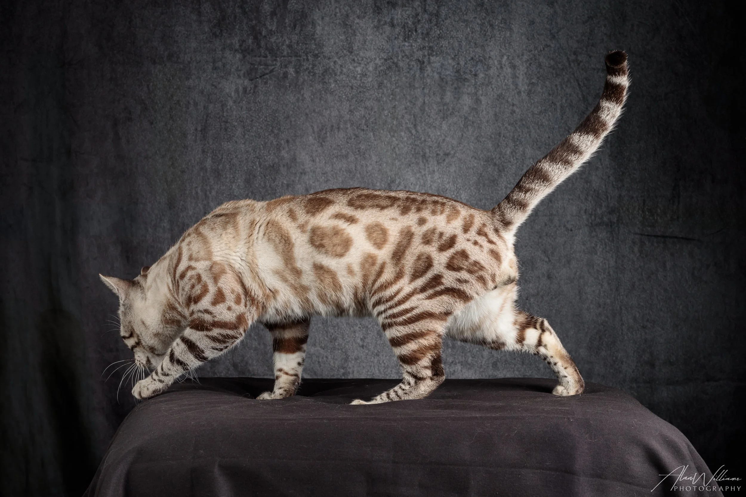Max, Seal Lynx Bengal stud walking, award-winning kitten producer