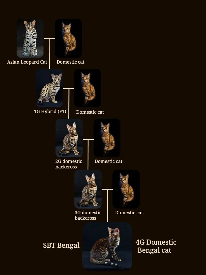 Bengal cat genetic history chart showing the crossbreeding process from Asian Leopard Cat to domestic cat, including F1 hybrid, backcross generations, and final SBT Bengal cat. Visual guide on the history of Bengal cat development.