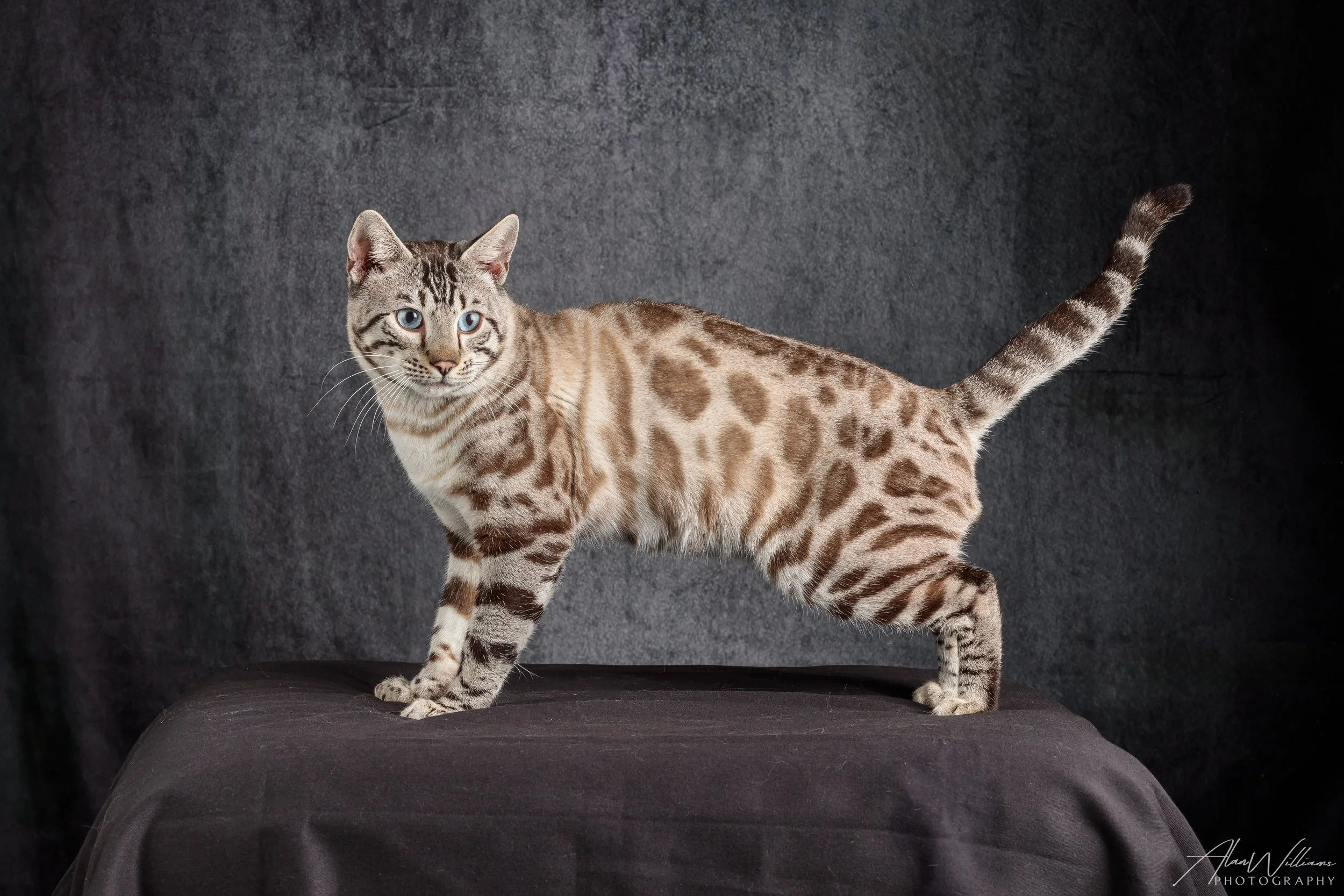 Bellalu Maximillian of Lauralei, Seal Lynx Bengal king standing