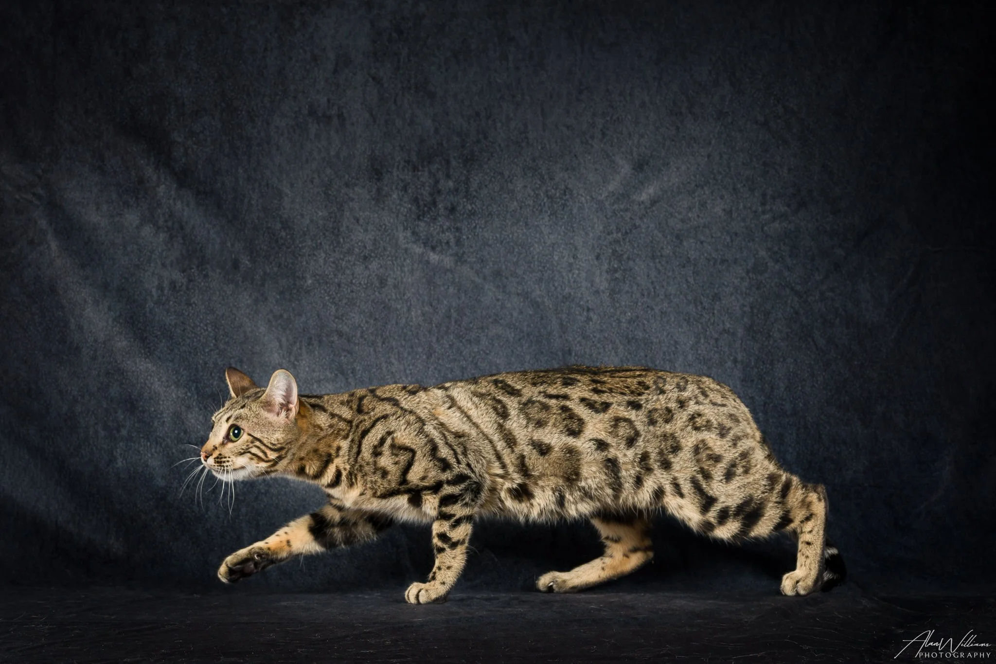 Simone, Brown Bengal queen walking, spotted rosette coat