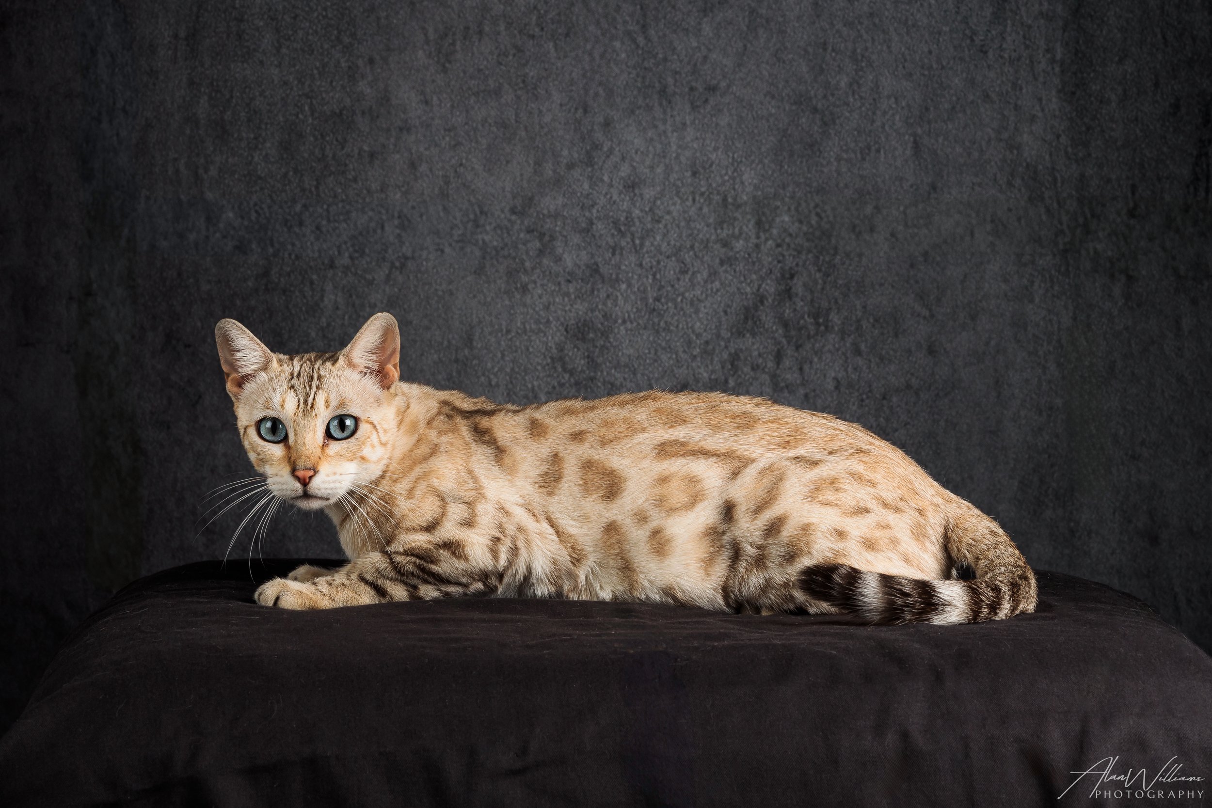 Sonoritas Ballerina of Lauralei resting, seal mink Bengal breeding queen with warm coat color and rosetted pattern at Lauralei Bengals