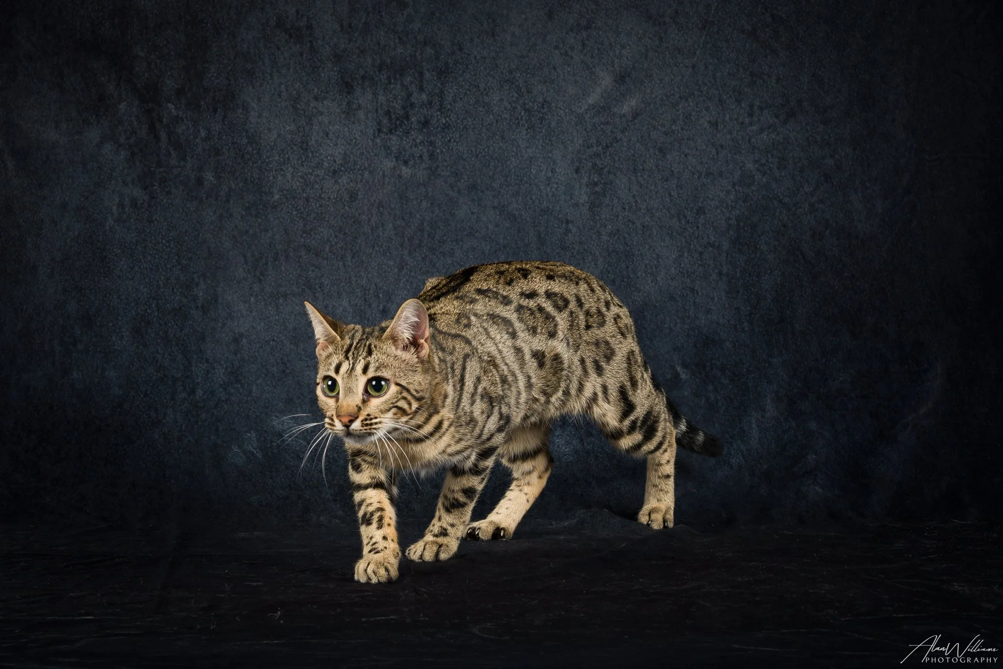 Sonoitas Touche Kisses of Lauralei, Brown Bengal queen crouching pose