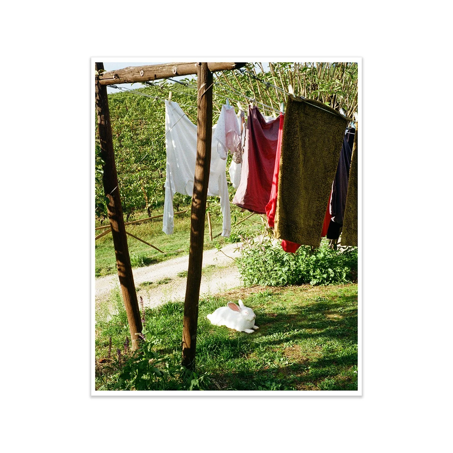 ITALIAN BUNNY 8X10 COVER.jpg