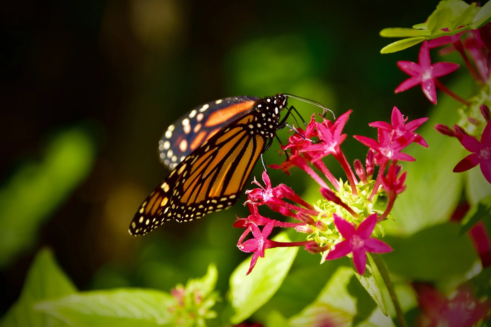 Nature photo of butterfly at the Key West Butterly Museum