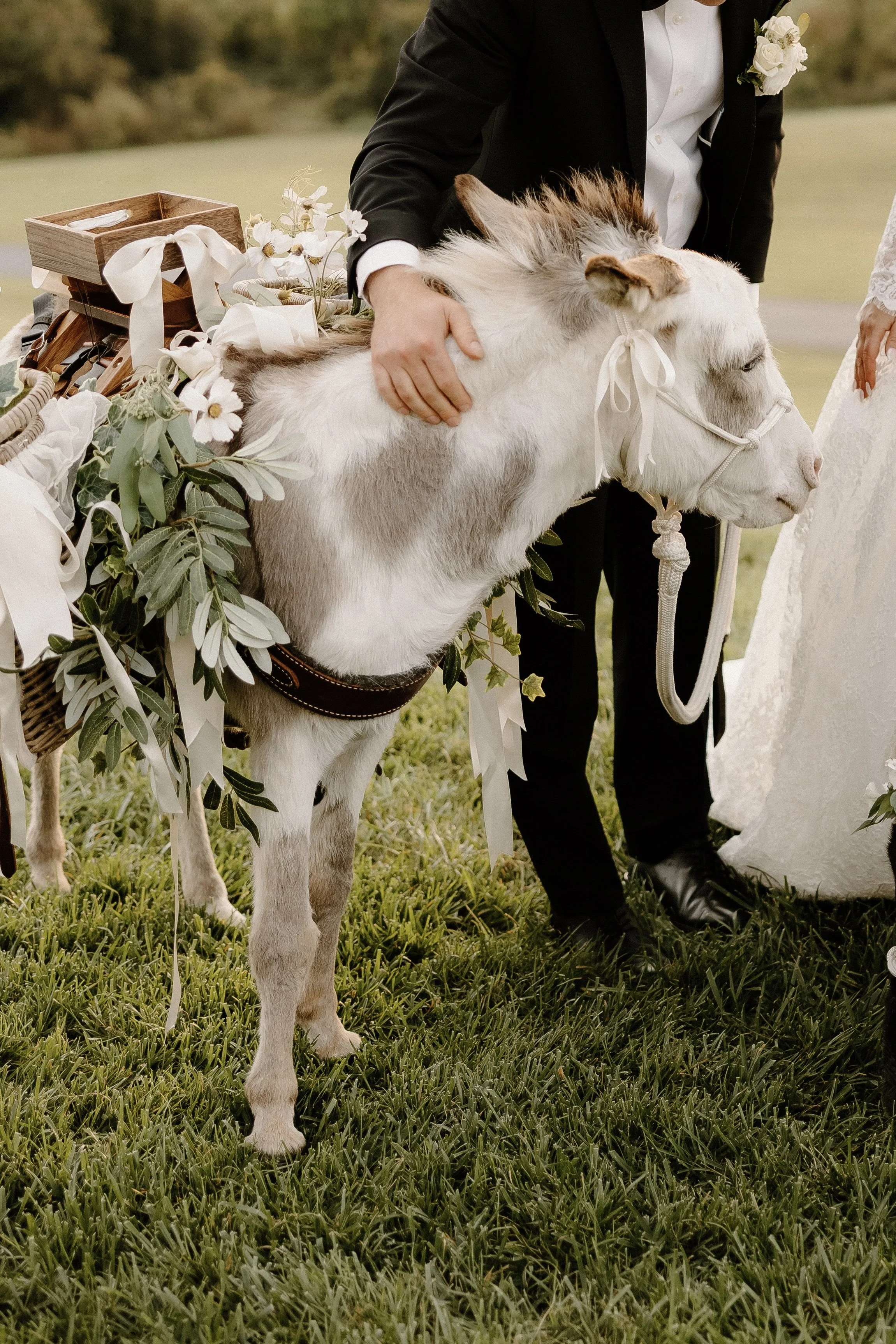 A small white and gray dog in a decorated cart being petted by a person in a tuxedo at a wedding.